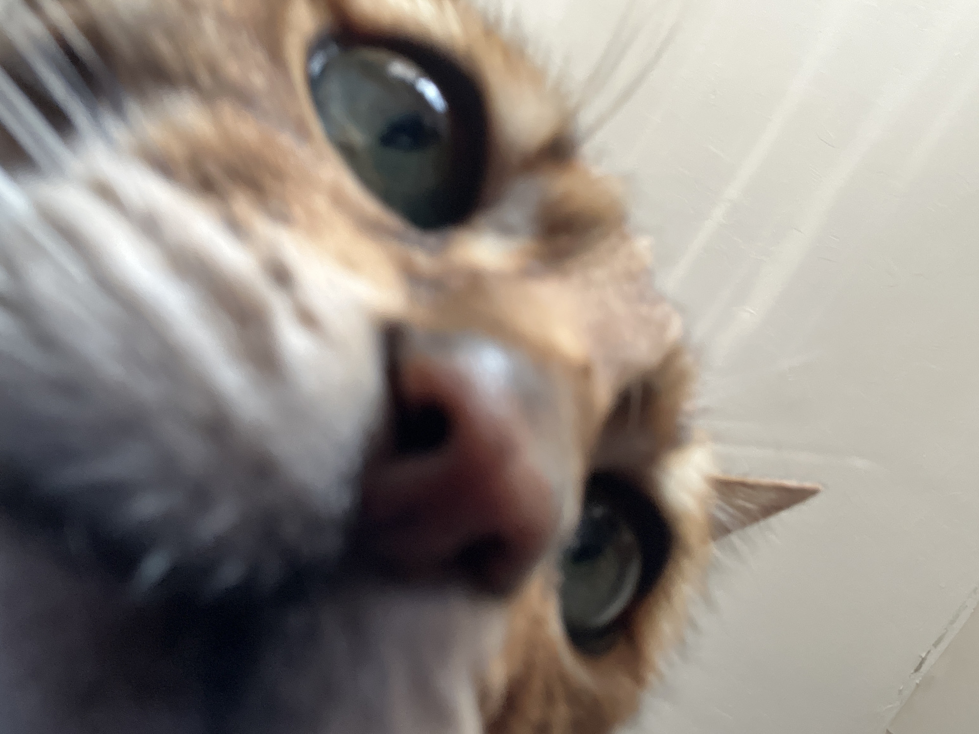 A close-up, distorted image of a cat's face, focusing on its nose and eyes. The cat has orange and white fur. The background is a plain, light-colored wall. The location cannot be determined to be Moscow, Russia from the information in the picture.