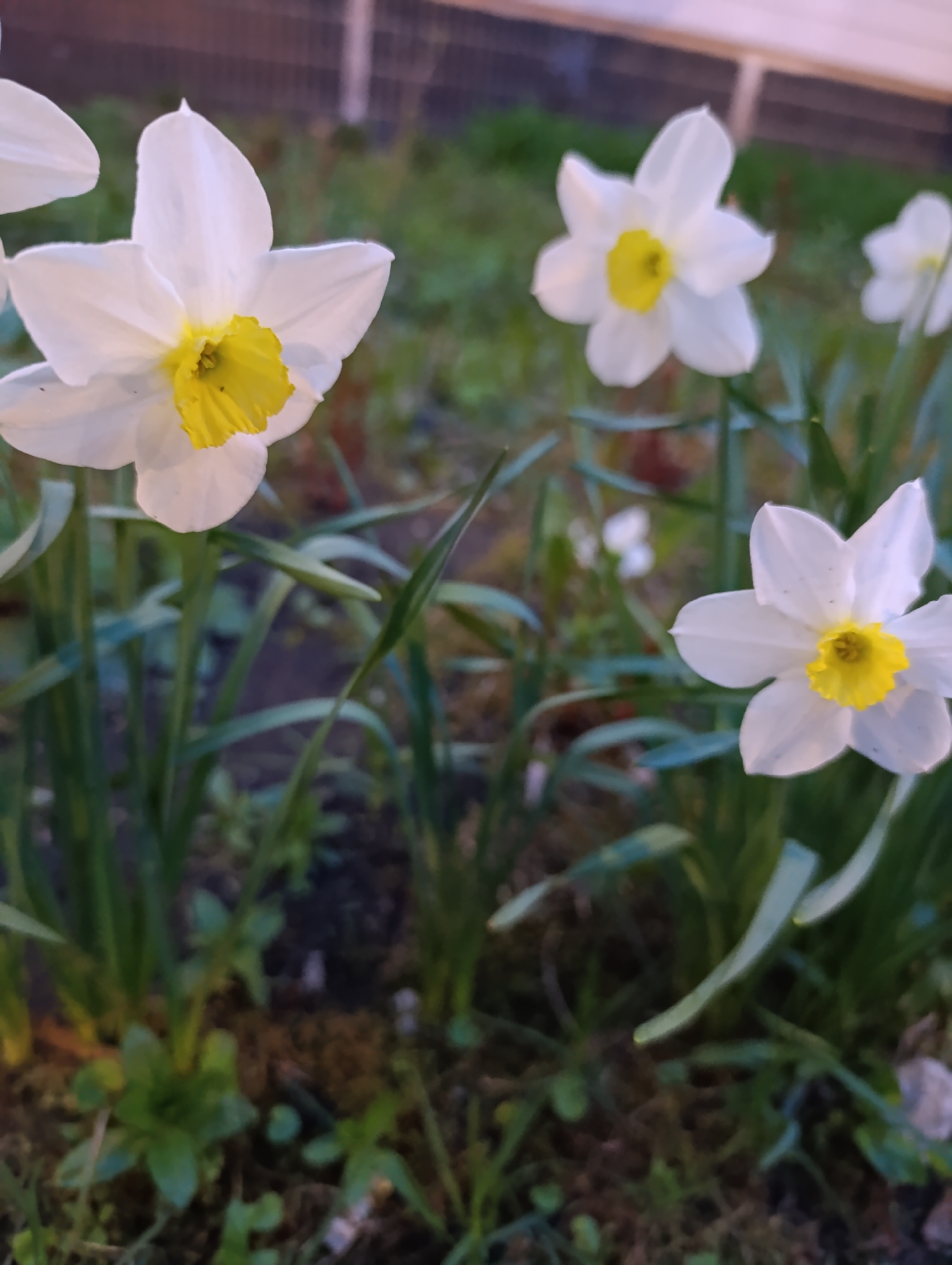 The image shows a garden with several white daffodils. The flowers have six white petals and a yellow cup in the center. They are growing in a patch of green grass and other foliage. The background is blurred, but it appears to be a building or fence. The location is unknown.