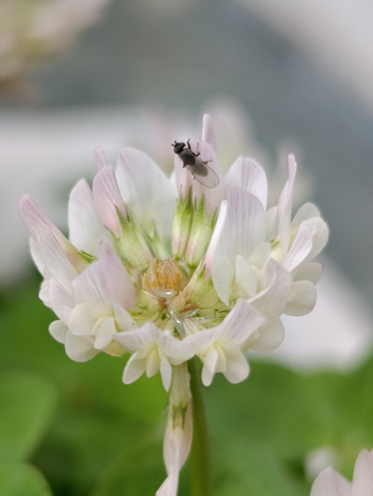 This is a close-up photograph of a white clover flower, with a small fly perched on one of its petals. The flower is in full bloom, with delicate white petals tinged with pale pink at the tips. The center of the flower reveals intricate structures, including hints of green sepals and a yellowish-orange stamen. A small droplet of water is visible on the flower's surface, adding a touch of sparkle. The background is softly blurred, with muted greens and whites, suggesting a natural, outdoor setting possibly during the daytime, given the lighting. The fly, a common insect, is captured in sharp detail, its body dark and its wings translucent. The overall impression is one of macro photography, highlighting the intricate beauty of a common flower and its tiny visitor. The image is well-lit, creating a serene and detailed portrait of nature. There is no visible text in the image.