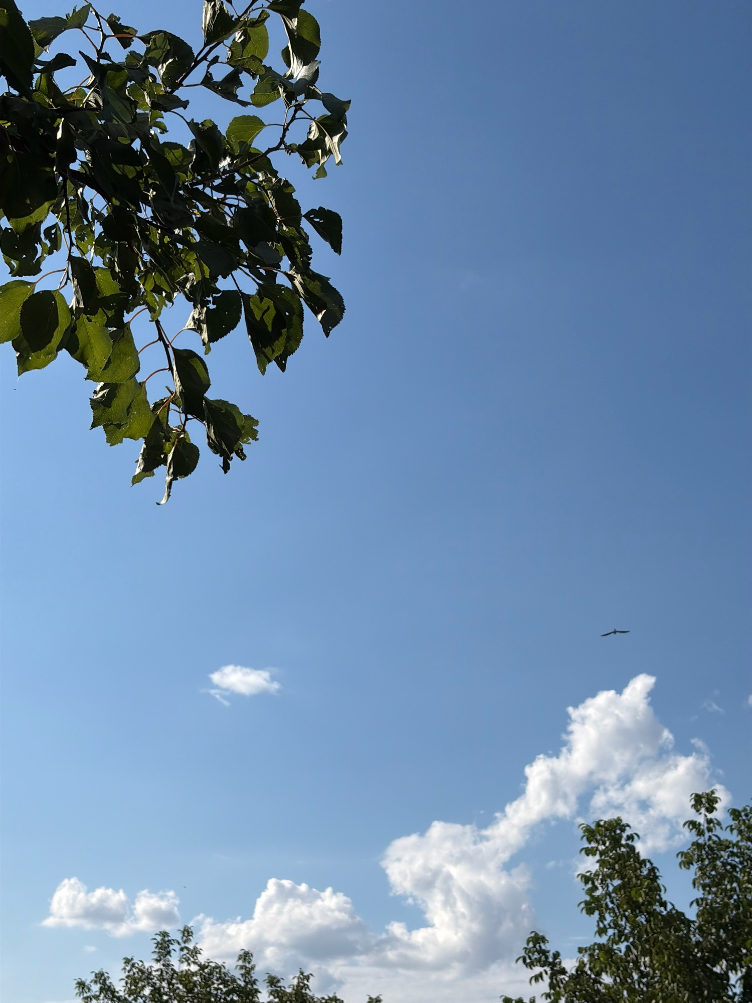 The image, taken in Oxentea, Moldova, shows a clear blue sky with a few scattered white clouds. In the upper left corner, a branch with green leaves extends into the frame. A bird is visible in the middle right section of the sky, in flight. The lower portion of the image features the tops of green trees.