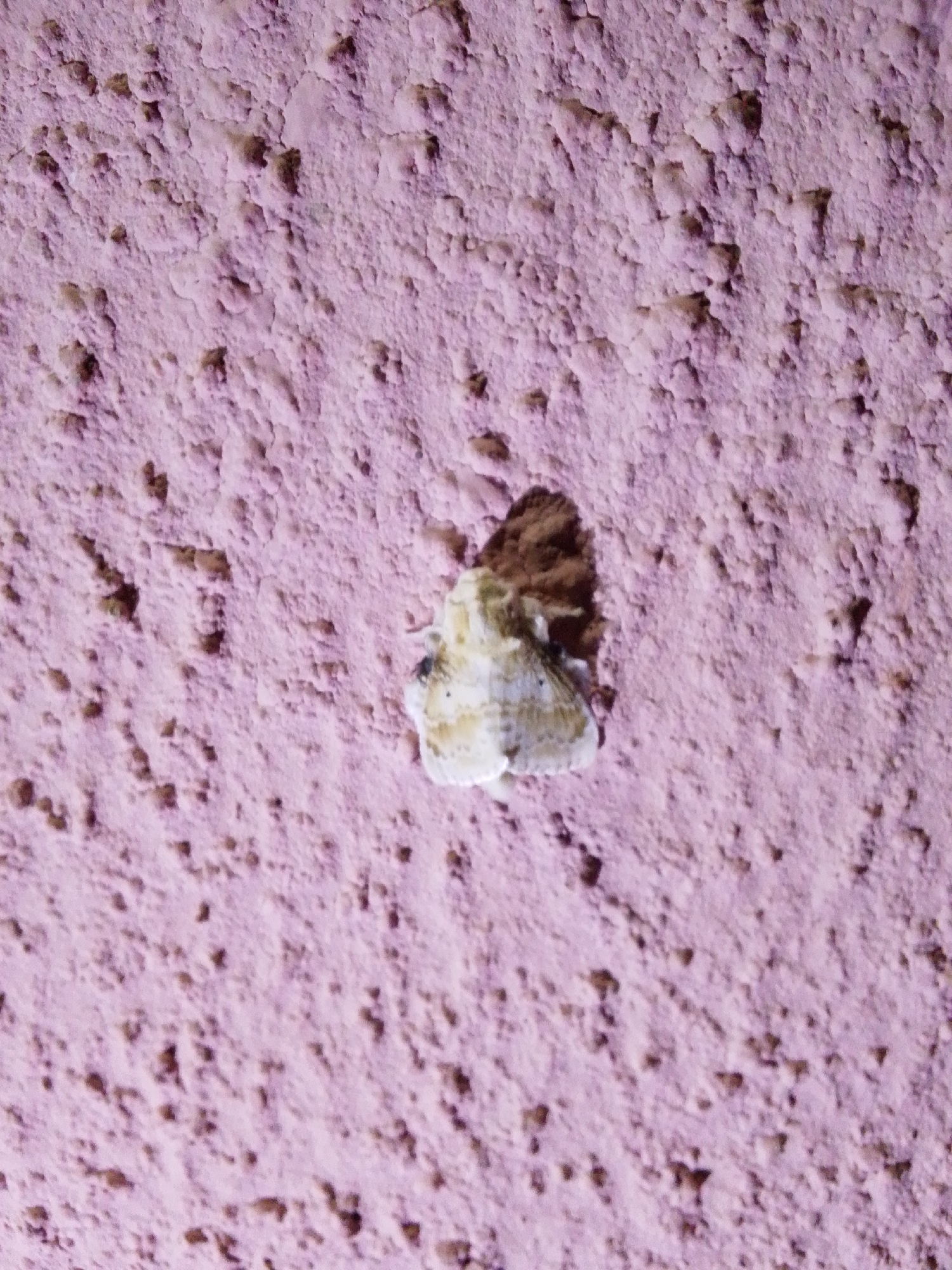 The image is a close-up of a textured, light purple wall with a small, light-colored moth resting on it. The moth is positioned slightly to the right of the center of the frame. Its wings are open, revealing intricate patterns in shades of white and tan, with some darker markings. A dark shadow is cast behind the moth, suggesting a light source from the left. The wall's surface is rough and uneven, with small indentations and protrusions, creating a mottled appearance. The scene appears to be outdoors, possibly on an exterior wall. The location is Serti, Nigeria.