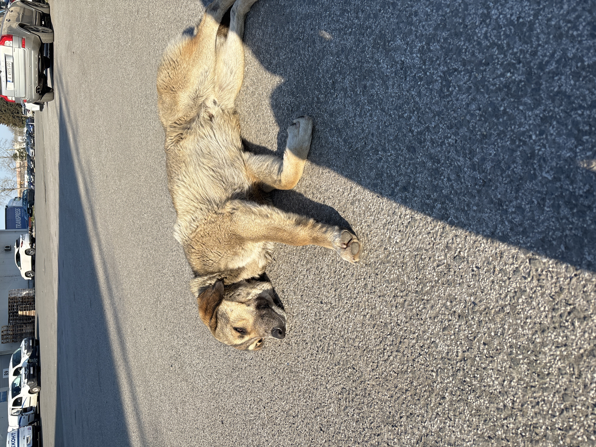 A large, light-brown dog is lying on a grey asphalt surface in an area near numerous parked vehicles. The dog is positioned diagonally across the frame, with its head near the bottom left corner and its body extending towards the top right. The dog casts a prominent shadow to its right. The background shows a row of parked cars and vans, a pile of wooden pallets, and some leafless trees in the distance. A "Transpress" van is partially visible. Given the type of vehicles present and the general appearance of the surroundings, this is likely an industrial or commercial area on the outskirts of Burgas, Bulgaria. The license plate "A 4975 PP" is visible on one of the vehicles.