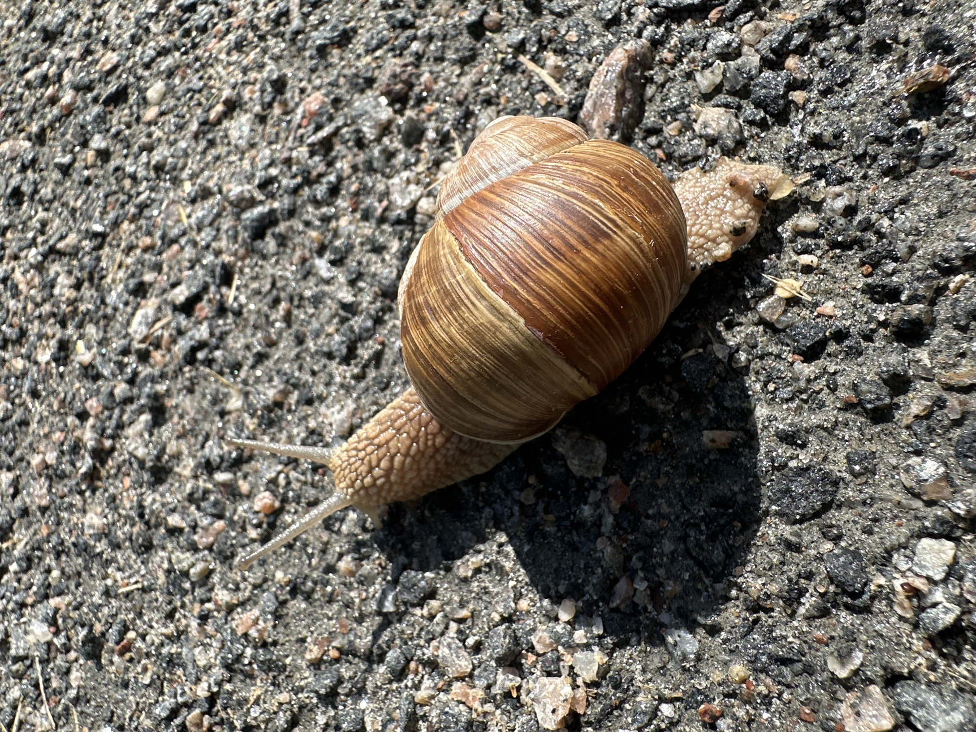 A Roman snail is on an asphalt surface, possibly a sidewalk or road, in Minsk, Belarus. The snail's shell is a light brown with darker brown stripes, and its body is light brown with small, textured bumps. The snail is positioned diagonally in the frame, with its head and antennae pointing towards the top left. A shadow is cast by the snail on the asphalt to its left. The asphalt is composed of small, dark gray stones mixed with lighter-colored gravel and sand. The lighting suggests it is daytime, with a single light source creating a distinct shadow. The scene is a close-up, low-angle shot of the snail and its immediate surroundings.