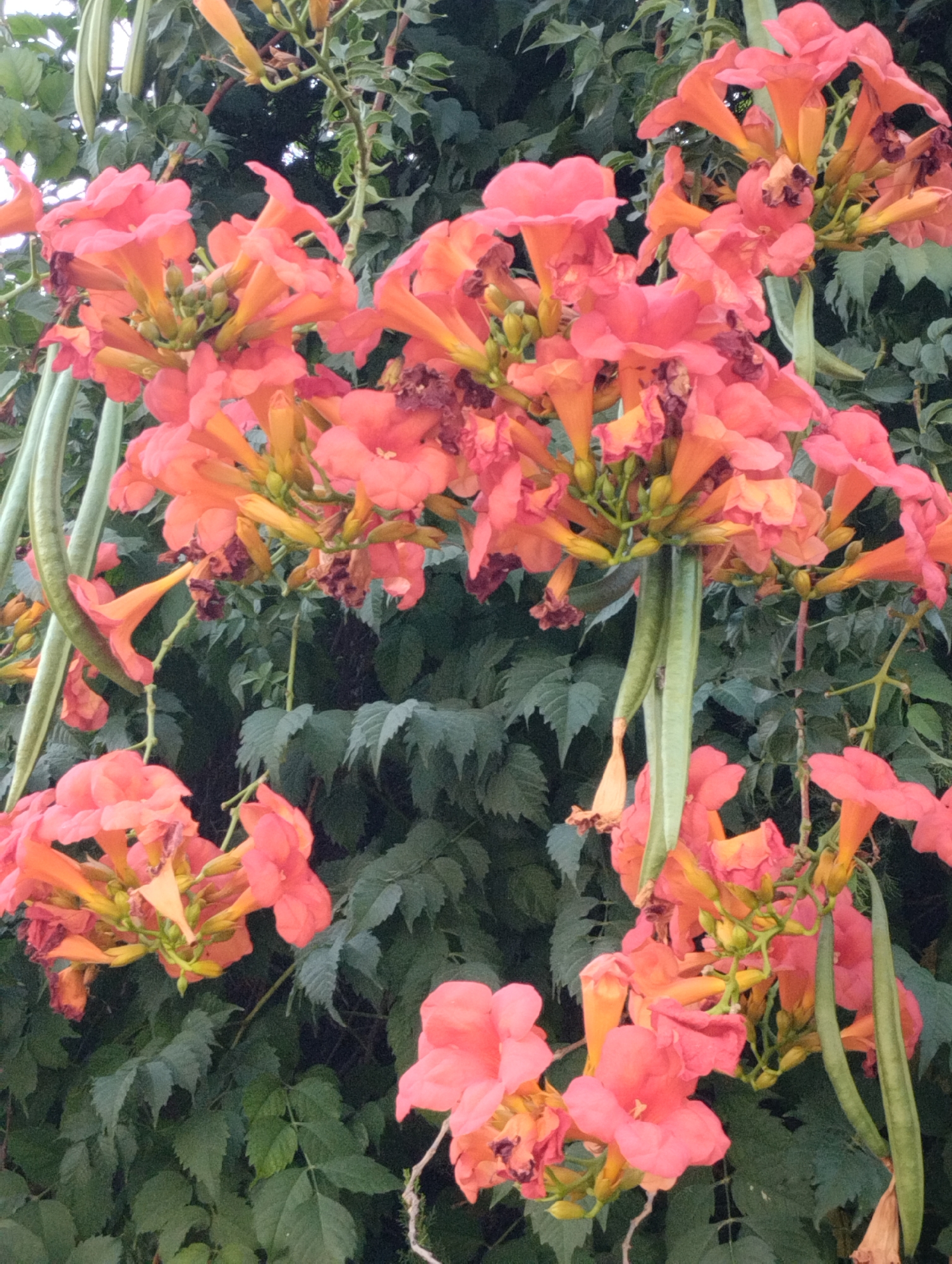 A cluster of vibrant orange trumpet-shaped flowers with green seed pods hangs against a dense background of dark green foliage. The flowers are in various stages of bloom, with some petals unfurling and others showing signs of wilting. The seed pods are long and slender, with a smooth texture. The overall impression is one of abundant growth and natural beauty. The location is Mezitli, Turkey.