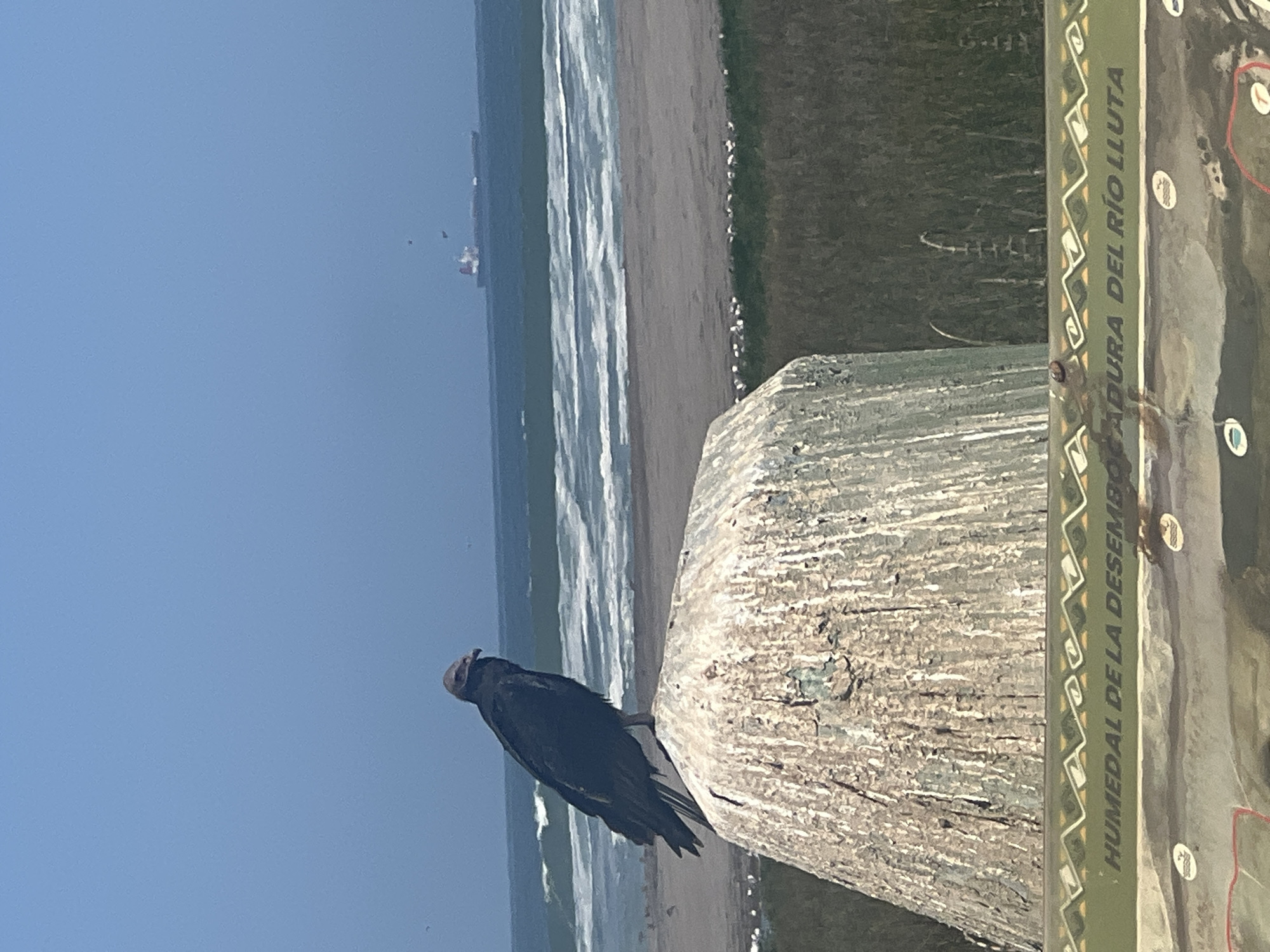 The image depicts a black vulture perched atop a weathered, gray post with a sign bearing the words "HUMEDAL DE LA DESEMB" and "ADURA DEL RÍO LLUTA." The background showcases a beach with waves reaching the shore, a body of water, a clear, pale-blue sky, and an indistinct ship in the distance. The scene appears to be in Arica, Chile, specifically near the Lluta River estuary (Humedal de la Desembocadura del Río Lluta). The vulture is the primary subject, with the beach and ocean forming the environmental backdrop.