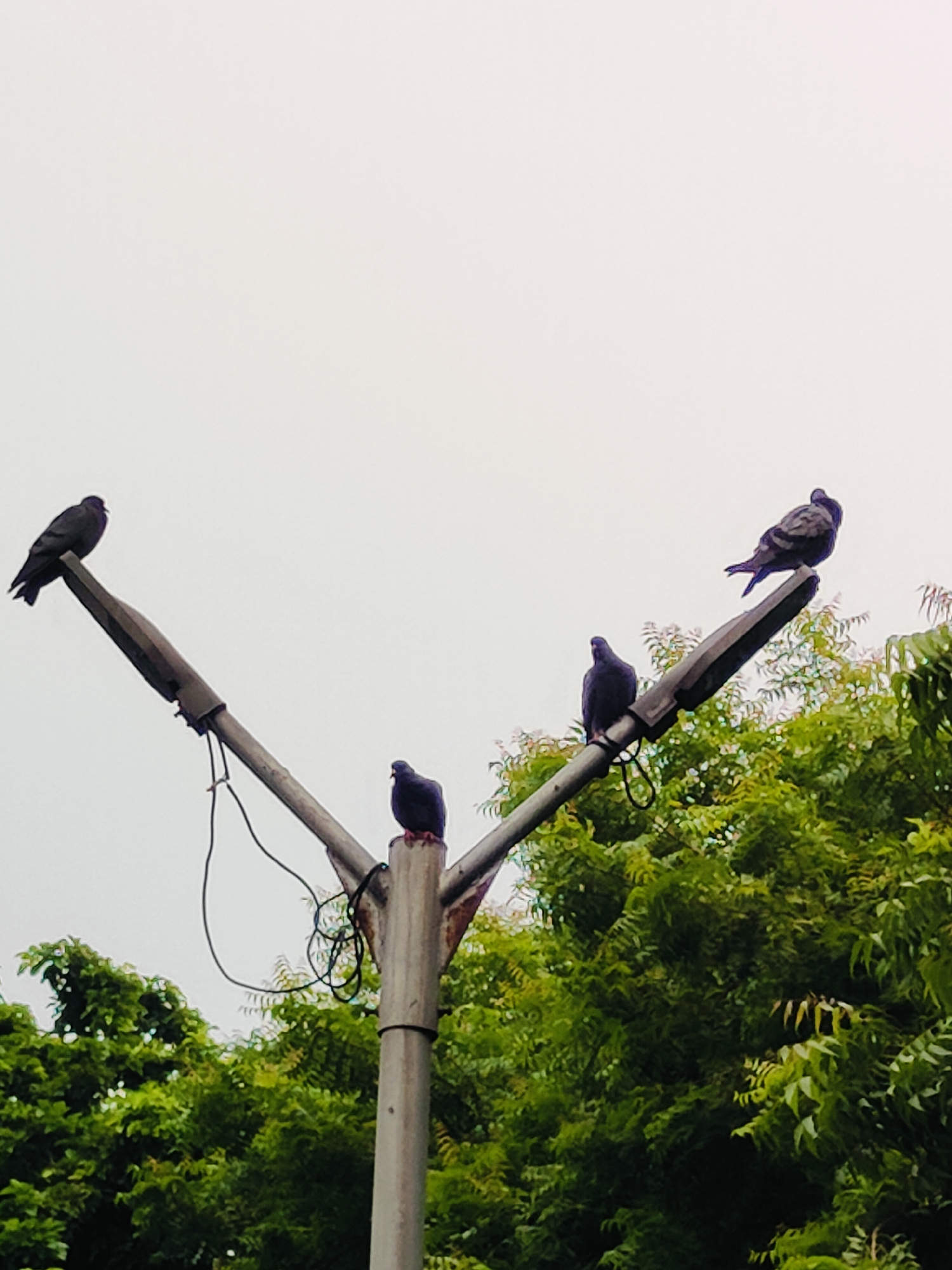 Four pigeons are perched on a streetlamp. Two pigeons are on the left side of the lamp, with one on the upper left arm and the other on the lower left arm. Two more pigeons are on the right side of the lamp, one on the upper right arm and the other on the lower right arm. The streetlamp is made of metal and has wires attached to it. The background is a cloudy sky and green trees. This scene is located in Gurgaon, India.