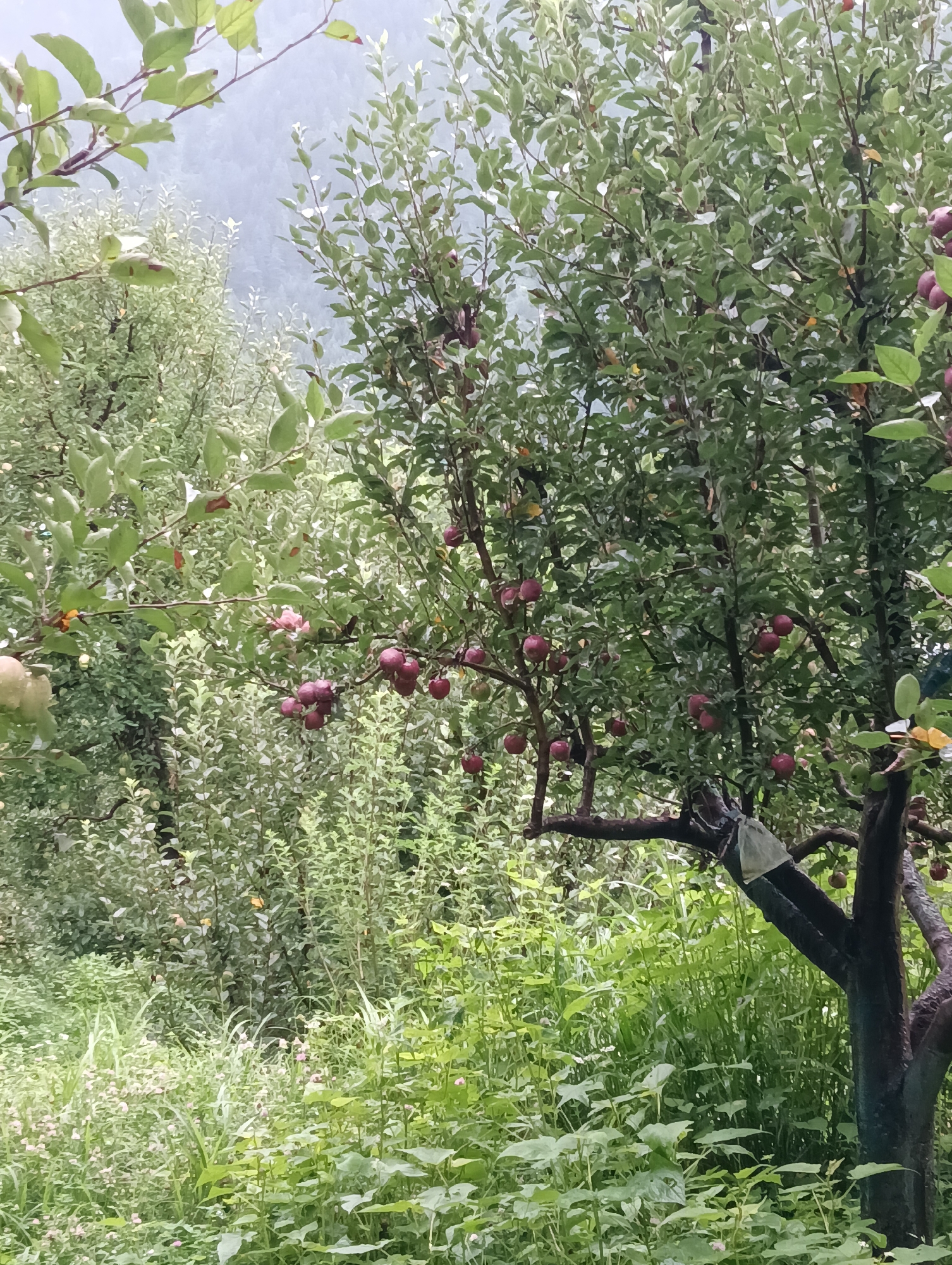 This is a vertical, medium shot photograph of an apple tree laden with ripe, reddish-purple apples. The tree is in the foreground, with its dark, gnarled branches extending into the frame. The apples are clustered on the branches, some in small groups, others singly. The leaves of the tree are a vibrant green, with some showing signs of browning at the edges.
Behind the apple tree, there is a dense growth of lush green foliage, consisting of smaller trees, bushes, and tall grasses. The background is out of focus, with a hazy, light blue sky visible through the dense greenery. The overall impression is of a natural, overgrown setting. There are no people or animals visible in the image. The lighting suggests it is daytime, possibly overcast or early morning/late afternoon. The scene appears to be a rural or garden setting. The provided location information indicates the image was taken in Chhyal, India.