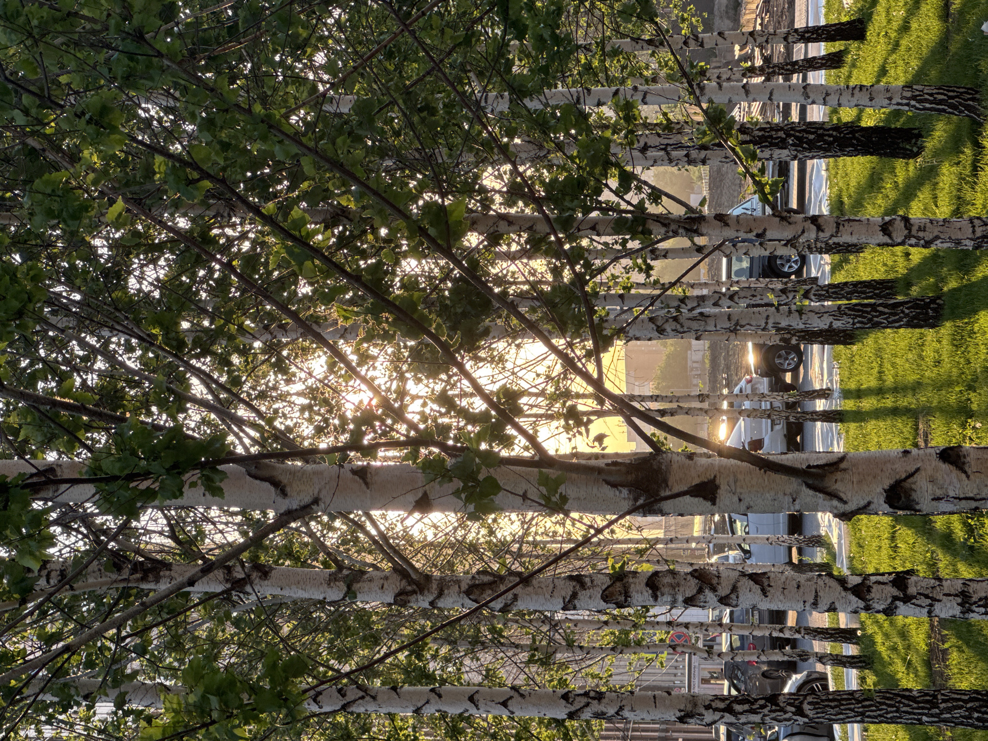 The image shows a row of birch trees with white bark and green leaves, arranged along a street. The sun is low in the sky, shining through the branches and creating a bright glow. Cars are parked along the street in the background. The scene is located in Moscow, Russia.
