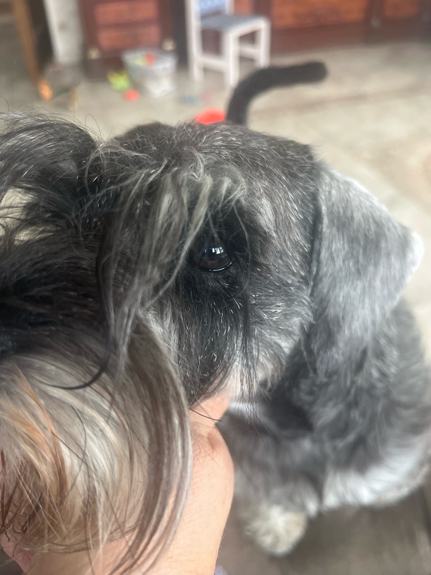 A close-up, shallow depth of field photo shows a schnauzer dog's head. The dog is gray and white with thick eyebrows and a beard. Its left eye is visible, reflecting light. A person's hand is visible in the lower left of the frame, holding the dog's head. The background is blurred and shows an indoor setting with furniture and toys. There is no information about the location in Vladimirovka, Russia.