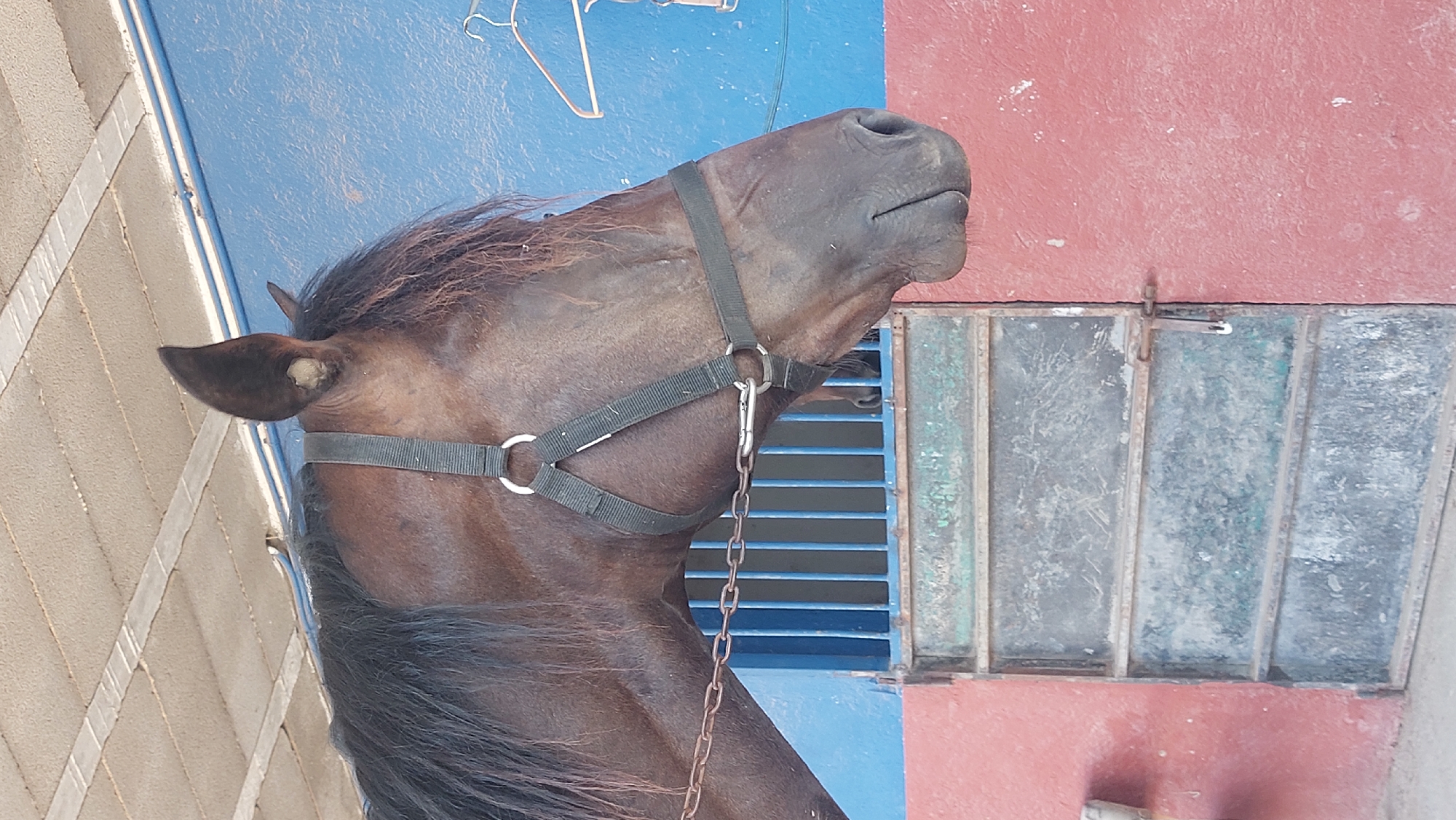 The image shows the head and neck of a brown horse wearing a black halter. The horse is standing in what appears to be a stable or enclosed area. Behind the horse, there is a blue wall and a grey metal door with a latch. The ceiling above the horse is constructed of concrete slabs. A metal chain is visible extending from the halter, attached to an unseen anchor point. The overall impression is of a rustic, possibly rural, setting. While the specific location in Manacor, Spain, cannot be determined solely from the visual cues in the image, the provided context suggests the scene is situated within that city.