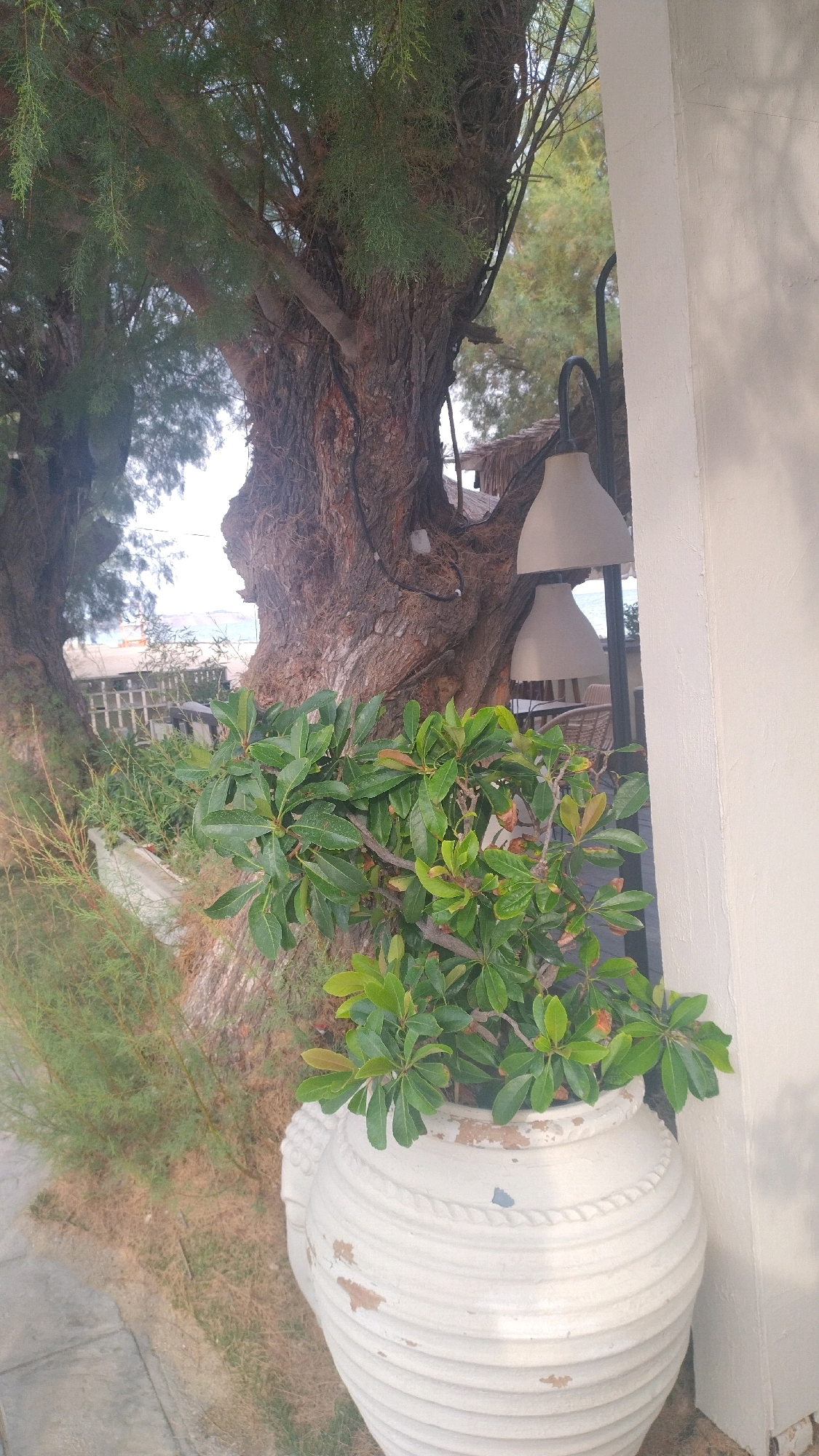 In Neoi Epivates, Greece, this image captures a serene outdoor scene. A large, ancient tree with rough, textured bark dominates the left side of the frame. Its branches, laden with fine, needle-like green foliage, extend outwards. Beneath the tree, a lush green plant with broad leaves is potted in a large, white, distressed amphora-style ceramic vase. The vase has a ribbed texture and rope-like detailing around its rim, showing signs of wear and age. To the right, a cream-colored wall with a subtle shadow pattern suggests it is outdoors. Two hanging lamps with beige shades are visible, suspended from a dark metal stand. In the background, glimpses of a thatched roof and outdoor seating furniture indicate a cafe or restaurant setting. Beyond that, a fence and trees suggest the proximity of the coastline, with a hint of water visible in the distance. The ground in the foreground is a paved walkway. The overall impression is one of a tranquil, natural setting integrated with a leisurely outdoor space.
