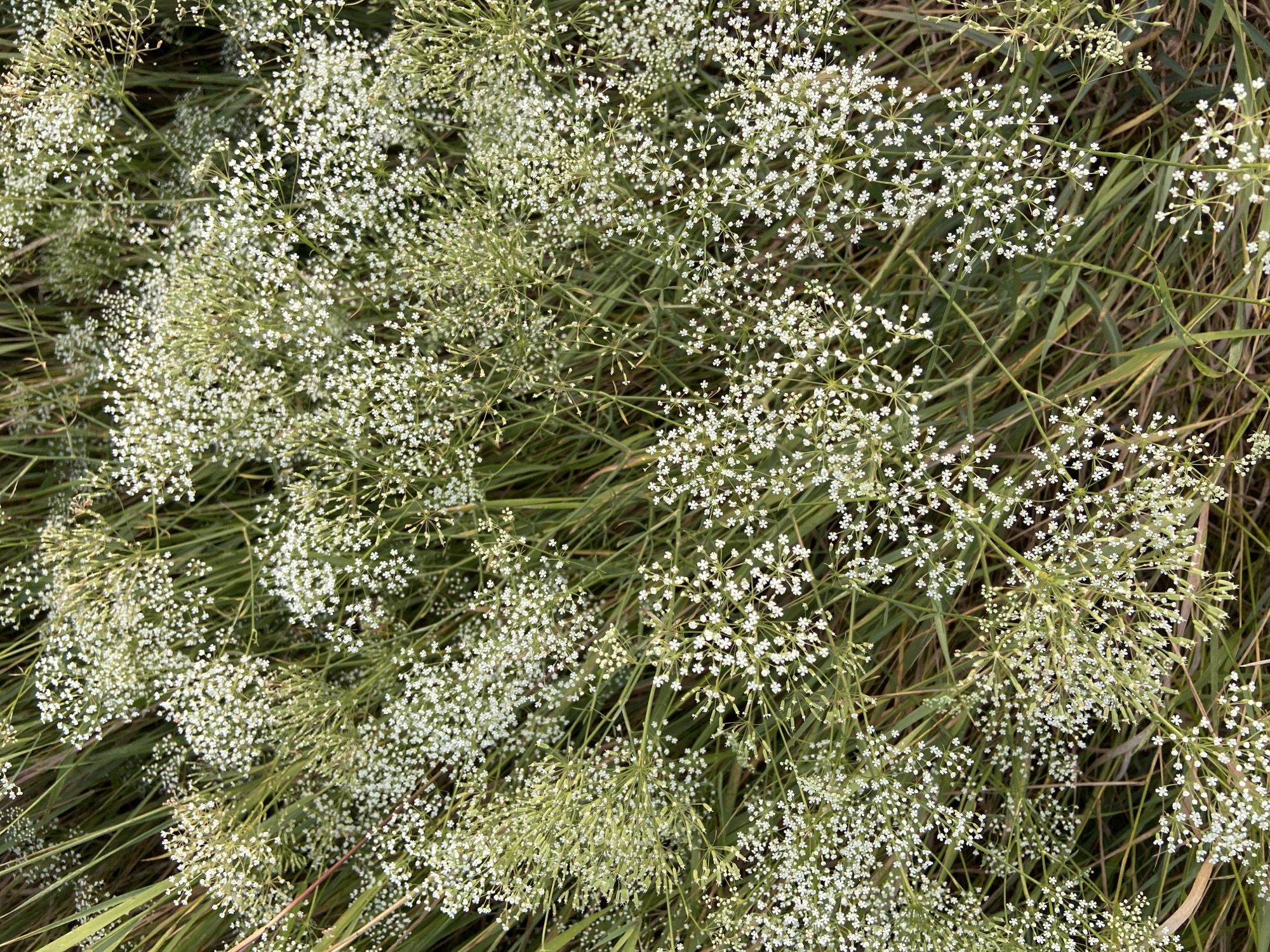 A close-up, top-down, full-frame shot captures a dense cluster of delicate white wildflowers with feathery green foliage. The flowers are small and numerous, arranged in umbrella-shaped clusters, with some individual flowers showing five tiny petals. The stems are slender and green, intertwined with long, thin blades of grass in varying shades of green and some dry, brown stalks. The overall impression is of a wild, natural setting, likely outdoors, with the focus entirely on the texture and detail of the vegetation. There are no people or man-made objects visible. The lighting suggests it could be daytime, with natural light illuminating the scene.
