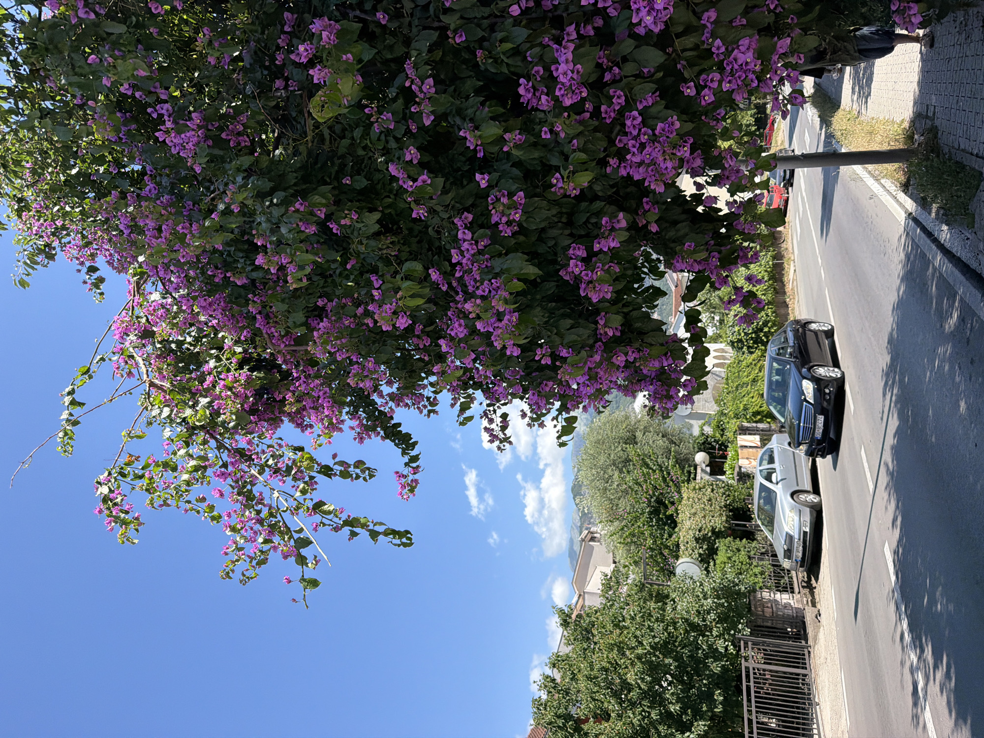 This detailed image captures a street scene in Budva, Montenegro, on a clear, sunny day. The right side of the frame is dominated by a large, vibrant bougainvillea bush displaying numerous purple-pink flowers and dense green foliage, casting significant shadows onto the paved sidewalk below. Partially visible on the far right, beneath the bougainvillea, are the lower legs of a person wearing dark shorts and light sandals.
A two-lane asphalt road with white dashed center lines extends into the midground, curving slightly to the left. A silver Skoda sedan with license plate "BD 39745" is parked on the left side of the road, next to a dark metal fence and lush green trees. A black Mercedes-Benz sedan with license plate "DG BC174" is in motion, driving towards the viewer in the right lane. Further down the road, a red vehicle is partially visible. The paved sidewalk on the right features a curb and some sparse, dry vegetation.
In the background, behind the trees and buildings, multiple light-colored residential or commercial buildings with red-tiled roofs are visible. The distant horizon reveals large, undulating mountains under a bright blue sky dotted with scattered white cumulus clouds. Sunlight illuminates the scene, creating distinct shadows and highlighting the various elements.
