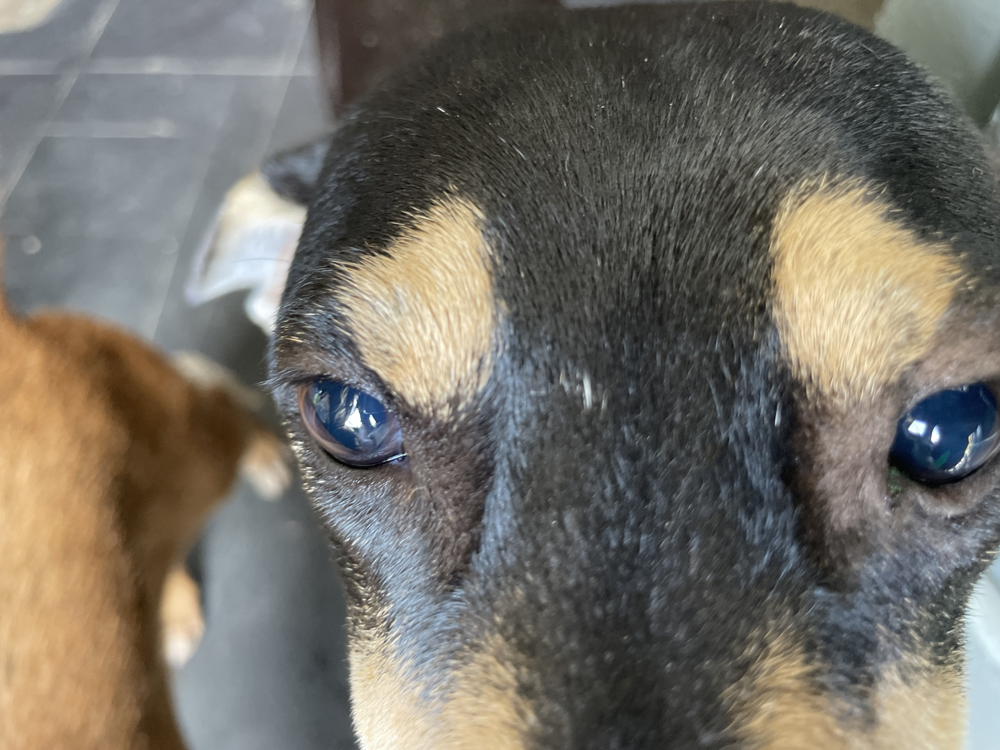 A close-up shot focuses on the face of a dog, specifically its eyes and snout. The dog has black fur on top of its head that transitions into tan fur around its eyes and snout. The dog's eyes are dark and glossy, with reflections of light visible within them. Part of another brown-furred dog is visible in the blurry periphery to the left, suggesting the dog is not alone. The environment is blurry, suggesting a domestic interior setting. The location is not discernible from the image.