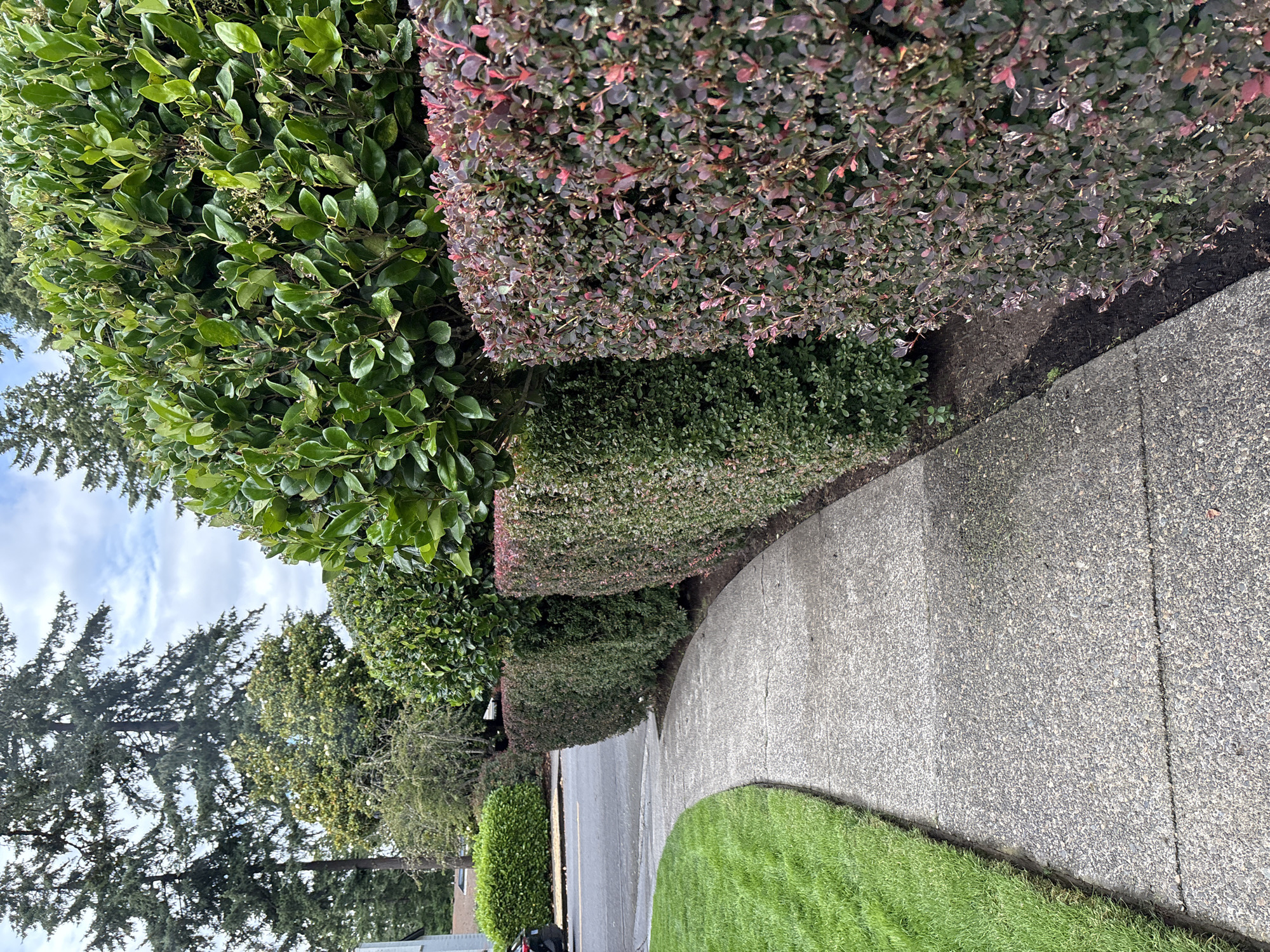 This is a medium-angle, eye-level, exterior shot of a curved sidewalk in Beaverton, Oregon, United States of America. The sidewalk is made of concrete with a rough, speckled texture and has several visible seams. To the left of the sidewalk is a neatly trimmed strip of bright green grass. To the right of the sidewalk, a line of hedges creates a visual barrier. The first hedge is densely packed and a dark green color, followed by a hedge with a mix of green and reddish-purple foliage, and finally, a taller, fuller hedge with dark green leaves. Beyond the hedges, a street with a wet surface and parked cars is visible. Tall evergreen trees and some deciduous trees with lighter green leaves form the background, under a cloudy sky.