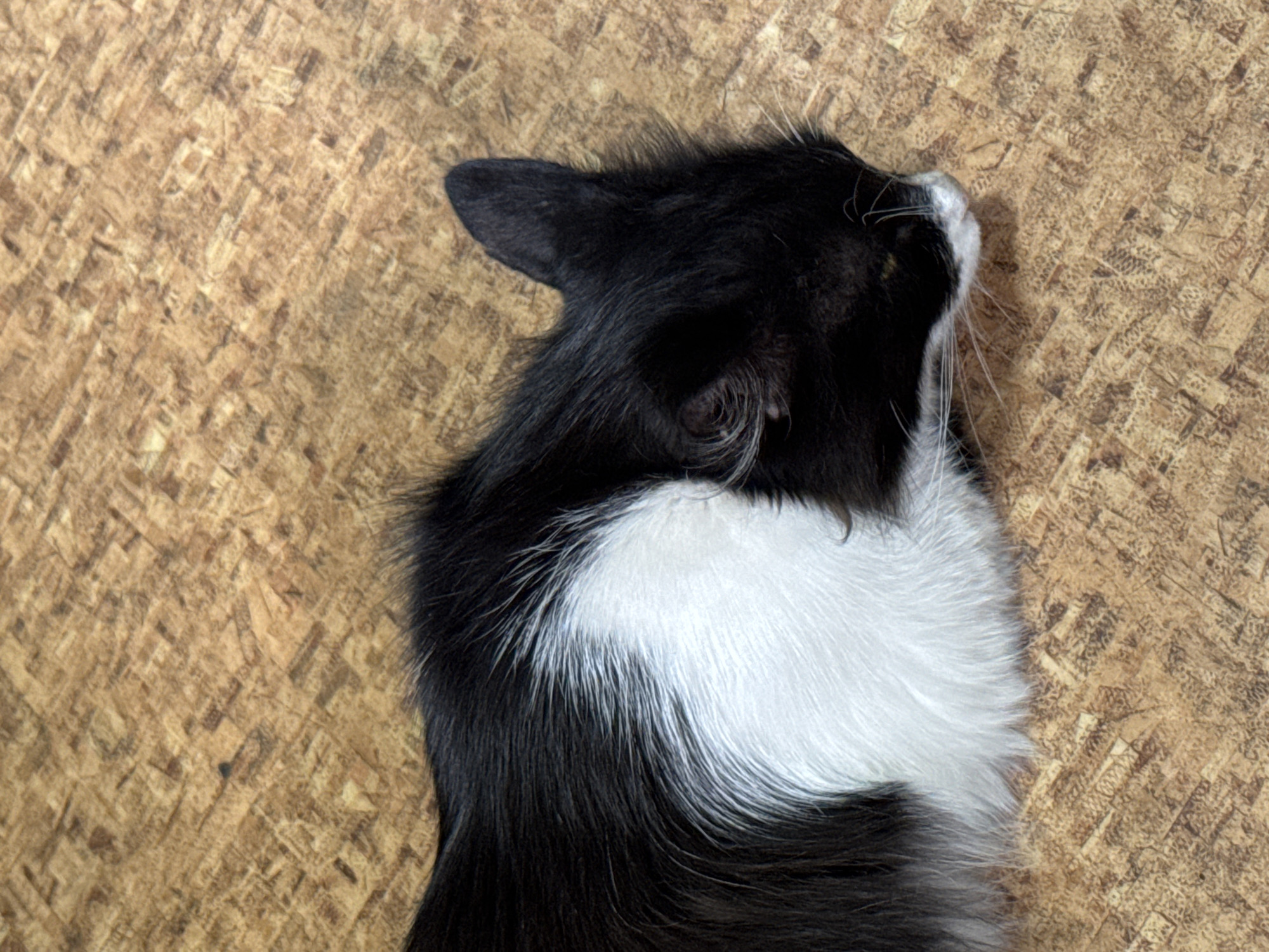 This is a close-up, high-angle shot of a black and white cat lying on a textured, wood-grain-like surface. The cat is facing to the right, with its head tilted slightly upwards and its eyes closed, suggesting it is relaxed or sleeping. Its fur is predominantly black with a striking white patch running down its chest and neck, and white whiskers. The background has a pattern of interlocking, rectangular shapes in shades of brown and tan, resembling particleboard or a similar material. The lighting appears to be overhead, casting subtle shadows. No text is visible in the image.