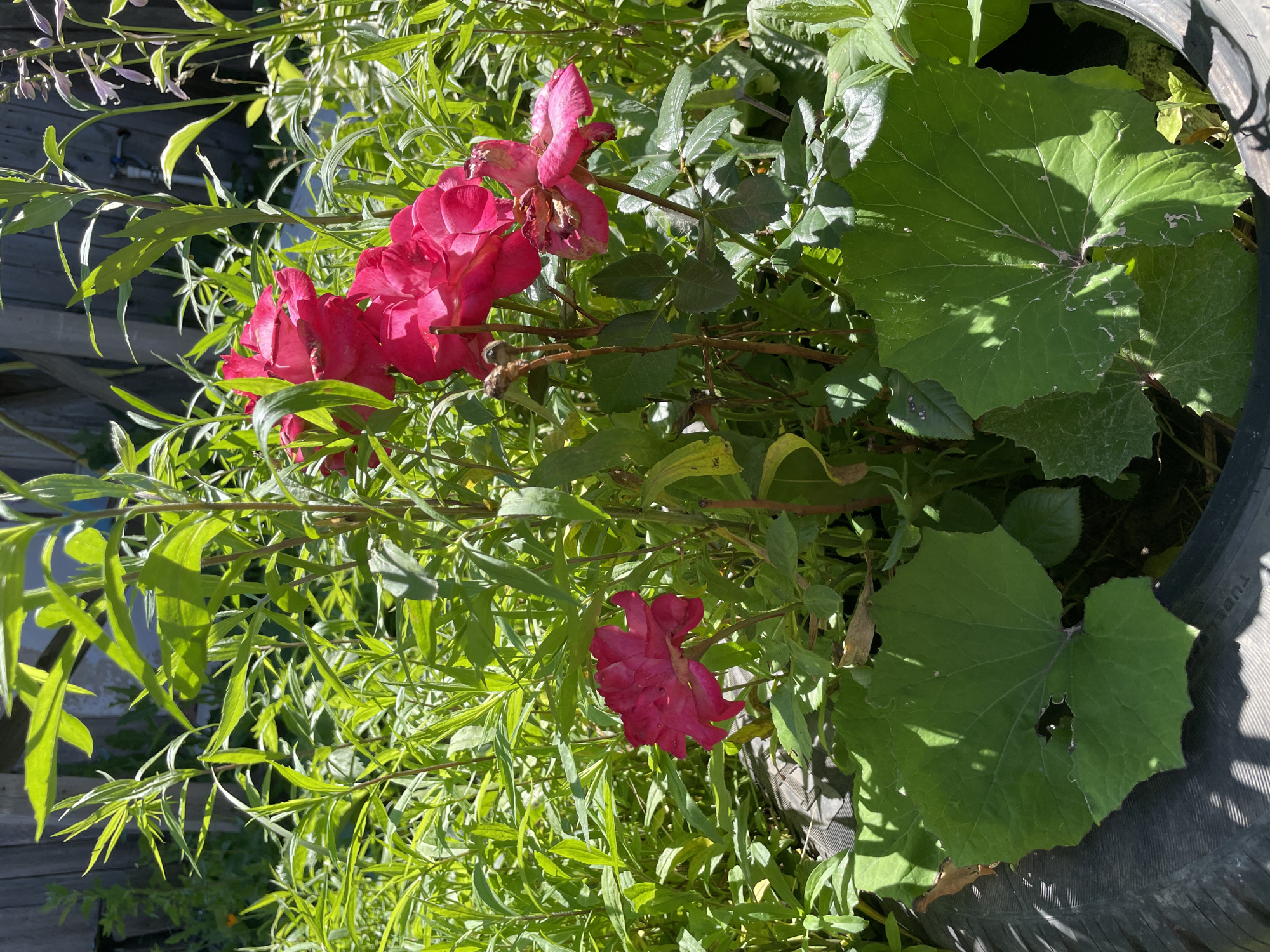 The image shows a close-up view of a garden in the city of Bolshaya Venya, Russia. The primary subjects are several vibrant pink roses, some in full bloom and others past their prime, surrounded by lush green foliage. The roses are set against a backdrop of tall, slender green plants, some of which have thin, reedy leaves. Large, heart-shaped green leaves with prominent veins are visible in the foreground, casting shadows on a dark, textured surface that appears to be the rim of a tire. A weathered wooden fence and a glimpse of what looks like a garden faucet are discernible in the background, suggesting an outdoor, residential setting. The sunlight creates strong highlights and shadows on the leaves and petals.