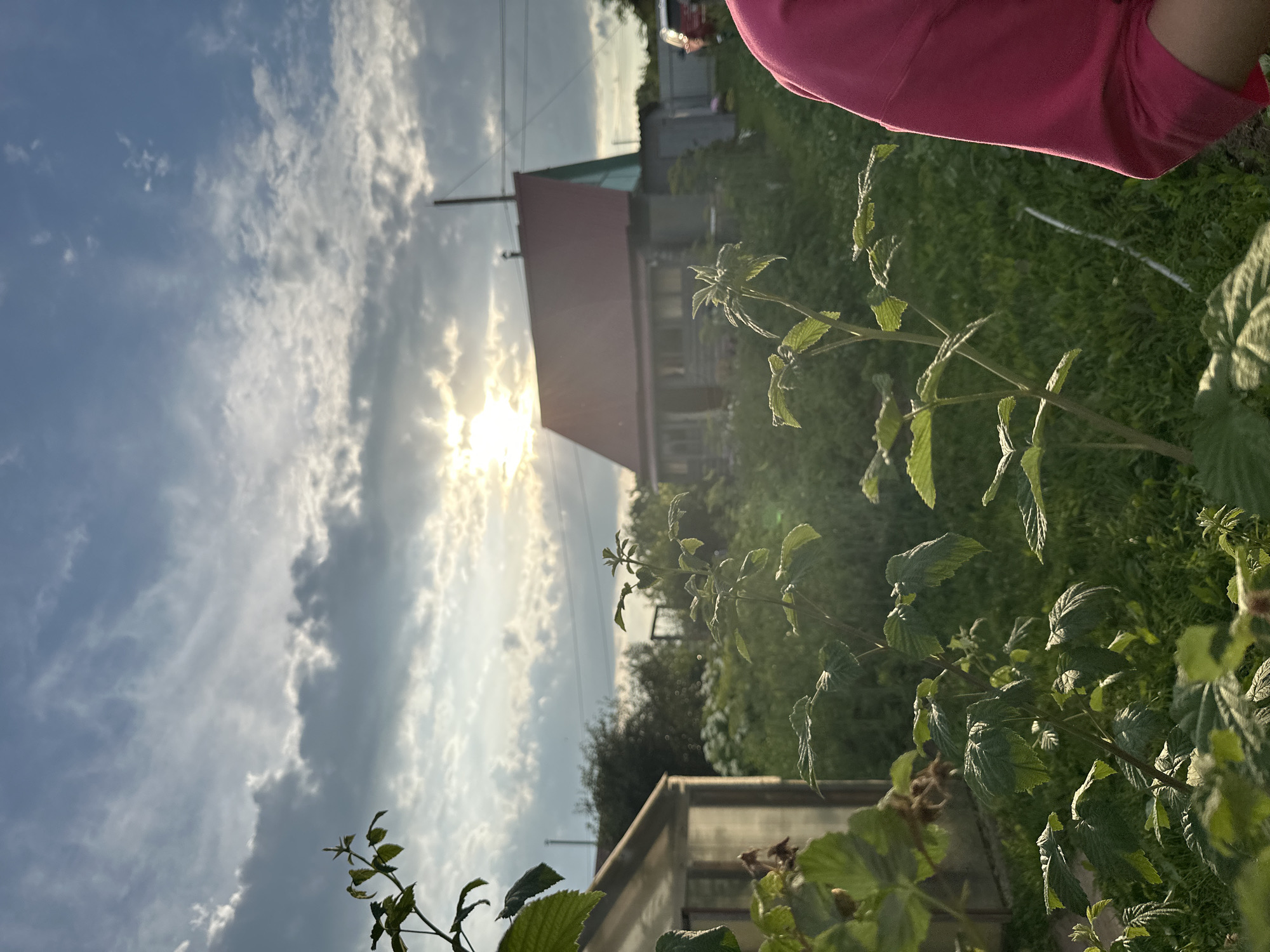 The image captures a rural scene in the city of Perm, Russia, likely during sunset. In the foreground, lush green foliage, possibly raspberry bushes, is prominent. A greenhouse structure is partially visible to the left. Further in the background, a rustic house with a red roof stands amidst greenery. The sky above is dynamic, with scattered clouds and the sun peeking through, creating a warm, diffused light. The overall impression is one of a tranquil countryside setting.