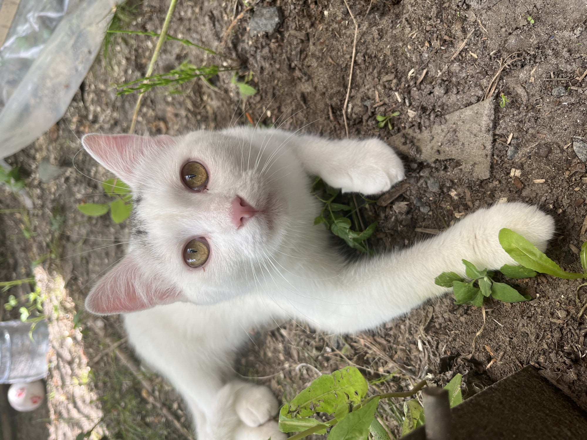 A domestic cat with white fur and grey markings on its head is lying on the ground outdoors. The cat has yellow eyes and a pink nose. Its front paws are extended forward. The ground is covered with dirt, small rocks, and some green plants. In the background, there is a clear plastic sheet and a water bottle with a red and white object inside. The scene appears to be in a natural or unkempt outdoor setting.