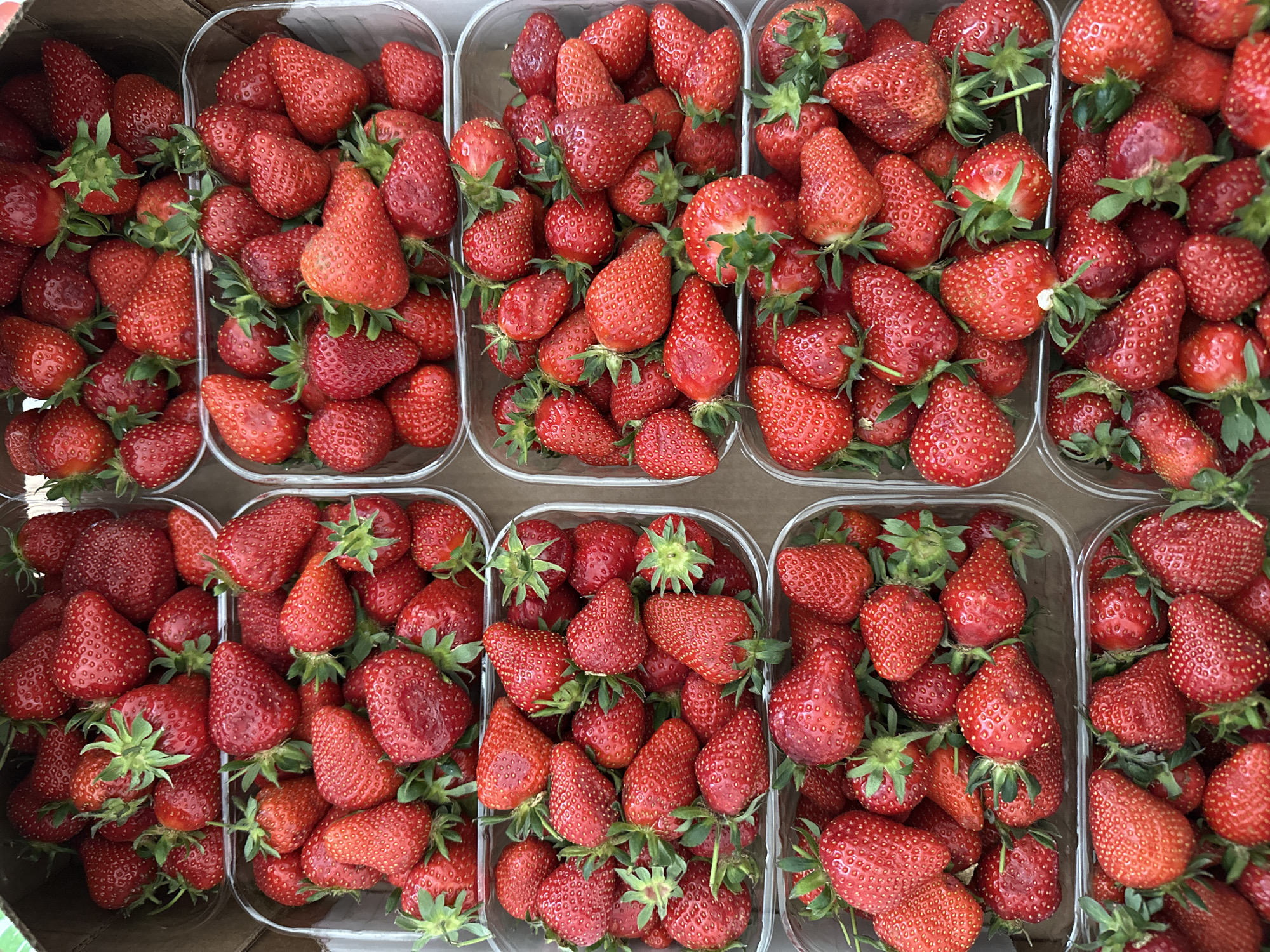The image shows eight clear plastic containers filled with red strawberries. Each container is packed with strawberries, some with green stems still attached. The containers are arranged in a rectangular grid, with a plain, light-colored cardboard or plastic material visible underneath the containers. There are no people visible in the image. The lighting is bright and even, suggesting an indoor setting. There is no specific indication in the image that would identify the location as Chaikovsky, Russia. The image primarily depicts strawberries in containers, without any contextual clues about the environment or location.
