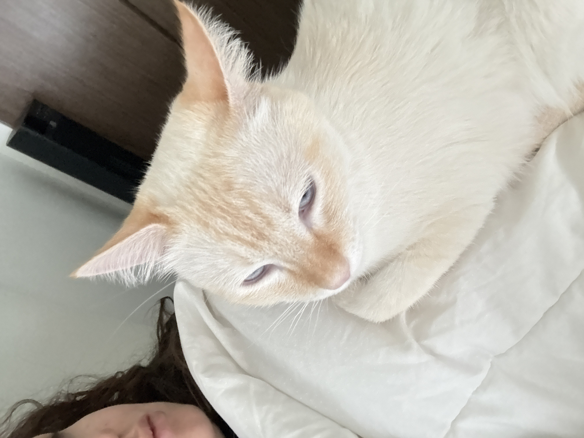 A close-up photograph shows a light-colored cat with blue eyes lying on a white blanket or bedding. The cat is positioned near the top center of the frame, with its head tilted downwards. The cat's fur is mostly white, with hints of light orange or tan on its head and ears. A portion of a person's hair and part of their face are visible in the lower left corner of the image. In the background, there's a dark-colored piece of furniture. The location is not discernible from the provided image.