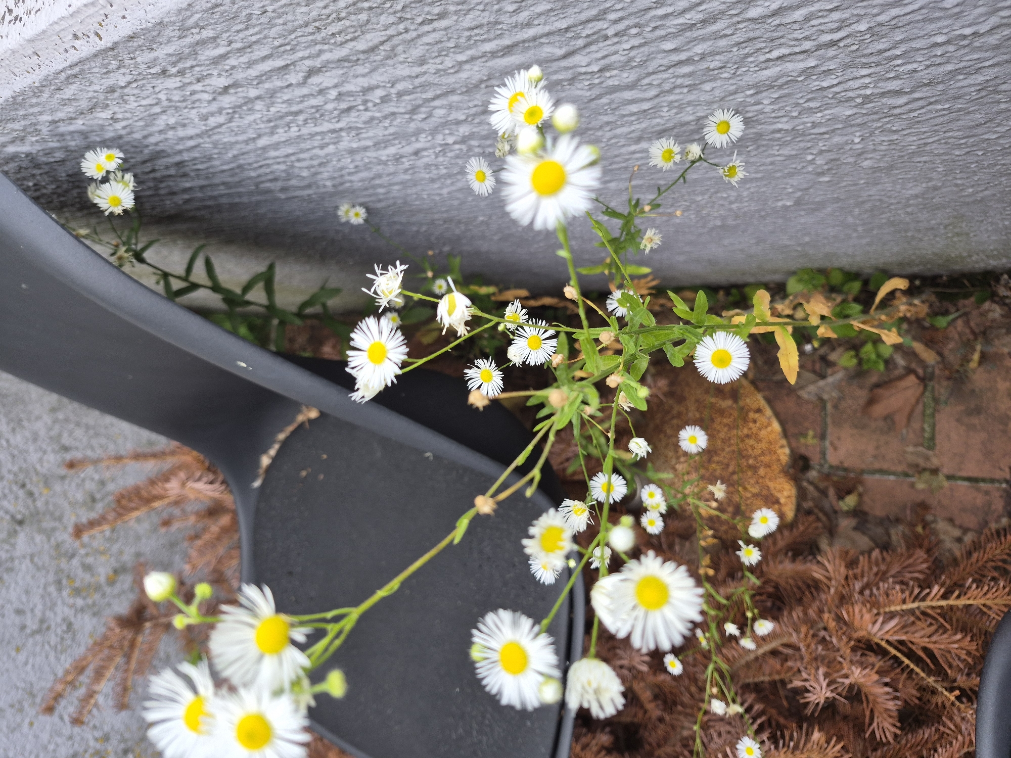 This media file is a close-up, high-angle shot of white and yellow daisies growing next to a grey, textured wall and a dark grey object, possibly part of a chair or bench. The daisies are the primary subjects, with many in various stages of bloom, some fully open with bright yellow centers and delicate white petals, while others are buds. The plants have thin green stems and leaves. The background includes brown, dry foliage on the ground, suggesting an outdoor setting, and some brickwork is visible. The lighting appears natural, implying daytime. There is no visible text. The overall scene evokes a sense of nature's resilience, with small flowers growing in a somewhat urban or landscaped environment.