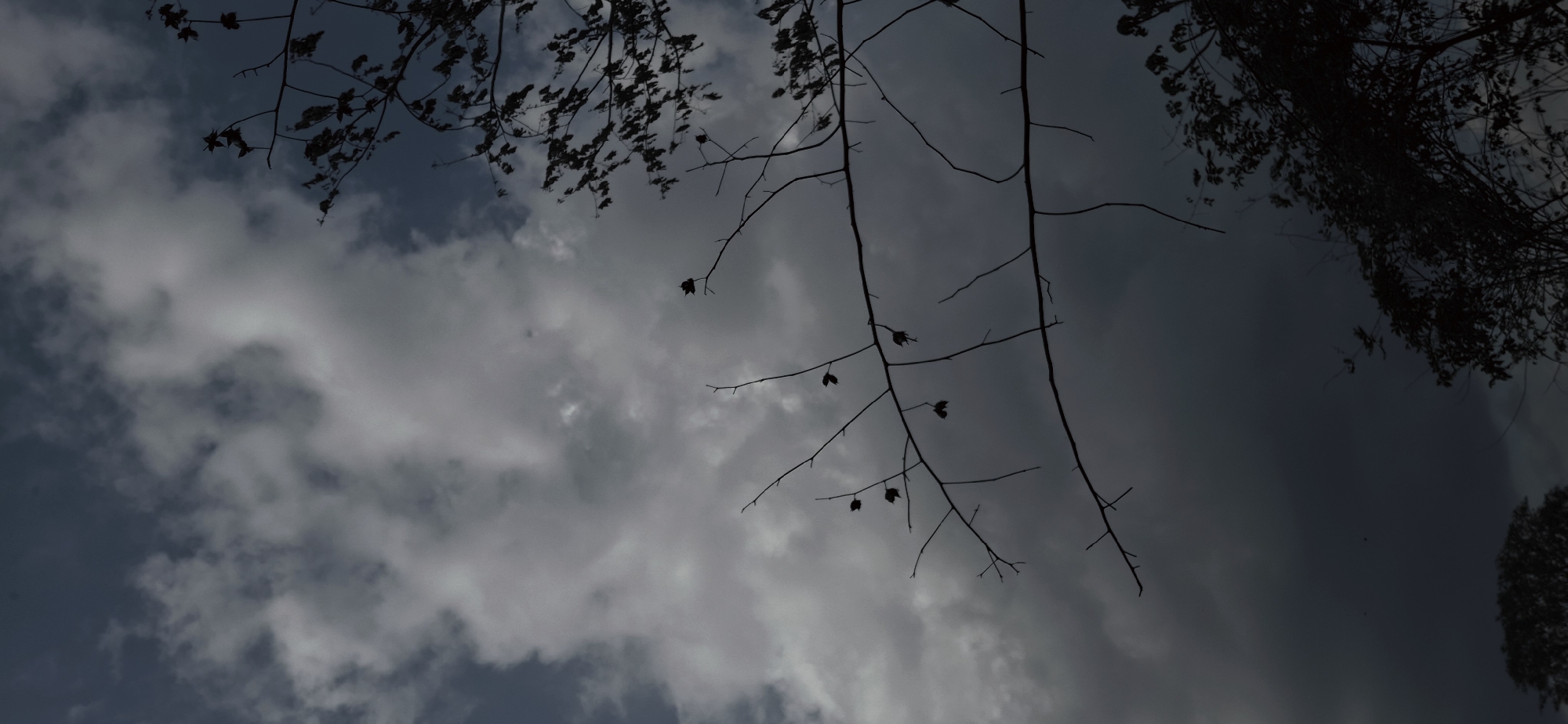 The image captures an upward view of a cloudy sky seen through the silhouettes of tree branches. The sky is largely covered with thick, textured clouds ranging in color from soft white to various shades of gray, suggesting an overcast day or a period of diffused light. Patches of a darker blue-gray sky are visible between the cloud formations.
Prominently featured are several thin, bare branches with a few sparse, dark leaves, hanging from the upper and middle portions of the frame, silhouetted sharply against the lighter sky. In the upper left and right corners, denser clusters of dark, shadowy foliage from other trees are visible, appearing as dark masses against the sky. The branches are mostly devoid of distinct details due to the backlighting, appearing almost black.
There is no discernible human activity or event taking place; the scene is a natural landscape study. The overall lighting suggests it is daytime, but heavily overcast, or possibly very early morning or late afternoon given the muted and somewhat somber atmosphere created by the dark branches and cloudy sky. There are no specific location cues visible within the image itself to confirm Vallecito, Venezuela, other than the general natural setting. No visible text is present in the image.