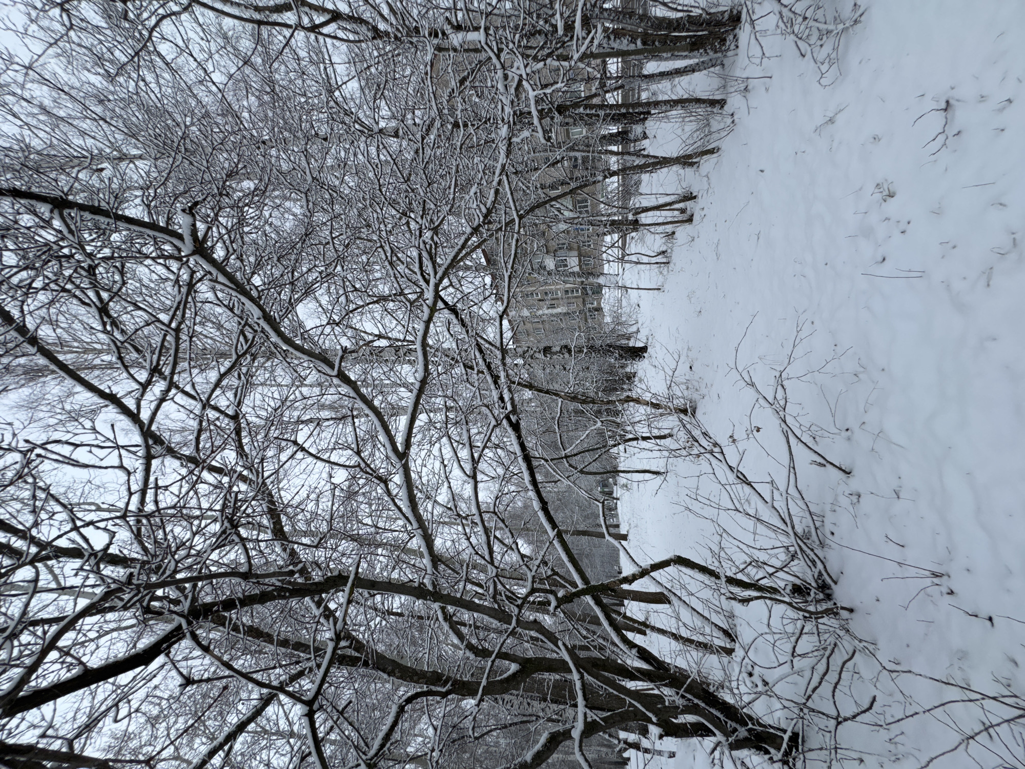 The image depicts a snow-covered landscape, potentially in a park or wooded area in the city of Chaikovsky, Russia. Leafless trees with branches coated in snow dominate the foreground and middle ground, creating an intricate network of lines against the pale sky. A snow-covered path or open space extends into the distance. In the background, a multi-story building is partially visible through the trees. The overall scene conveys a sense of winter stillness.