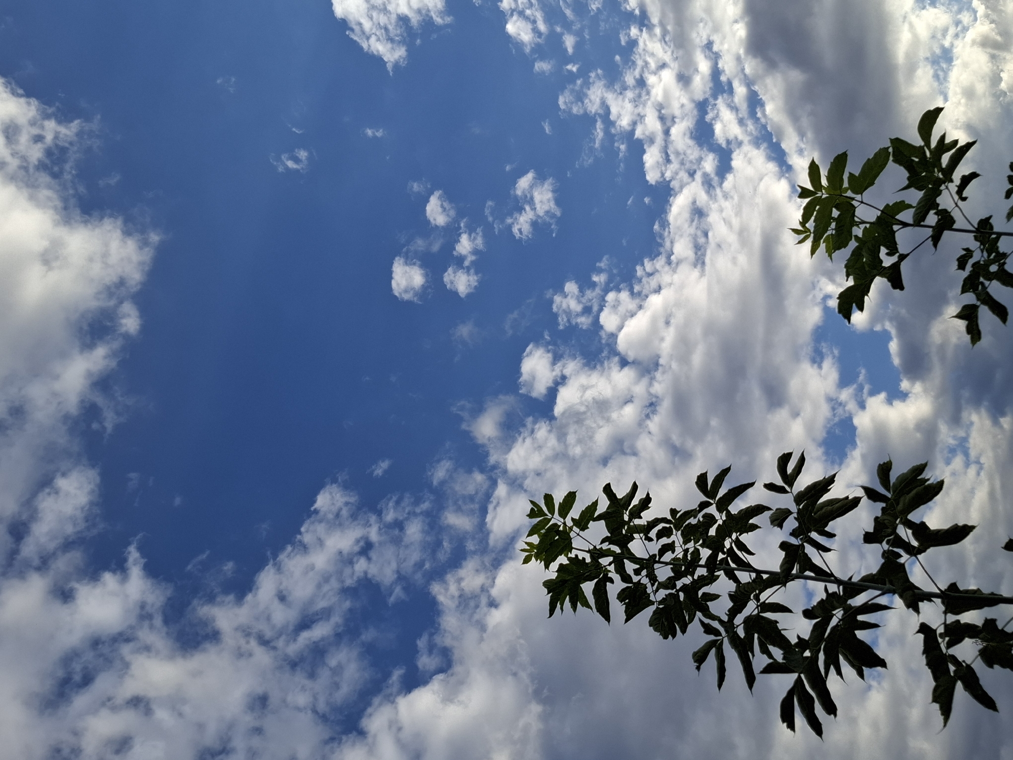 This is a low-angle outdoor photograph of a blue sky with scattered white and gray clouds, with the tops of two trees silhouetted against the sky in the foreground. The trees are positioned towards the bottom left and bottom right of the frame. The sky takes up the majority of the image. There are no people or structures visible. The scene is consistent with a view from a park or natural area within the city of Tyumen, Russia, likely during daytime.