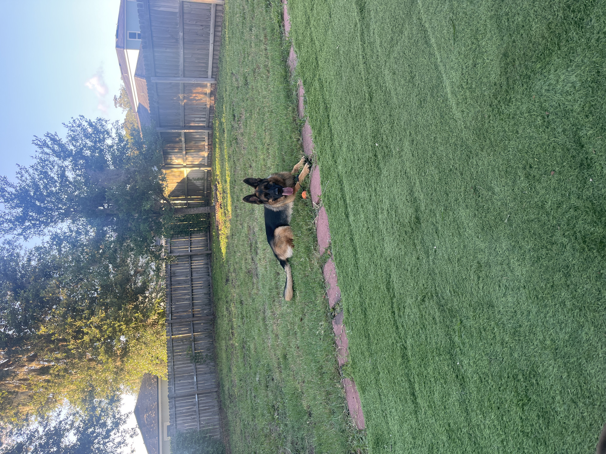 A German Shepherd lies on a grassy backyard with a stone pathway leading through it. The dog is tan and black with its tongue out. An orange ball is visible near the dog's paws. The backyard is fenced and has trees and houses visible in the background. The scene is set during the daytime with sunlight casting shadows on the grass.