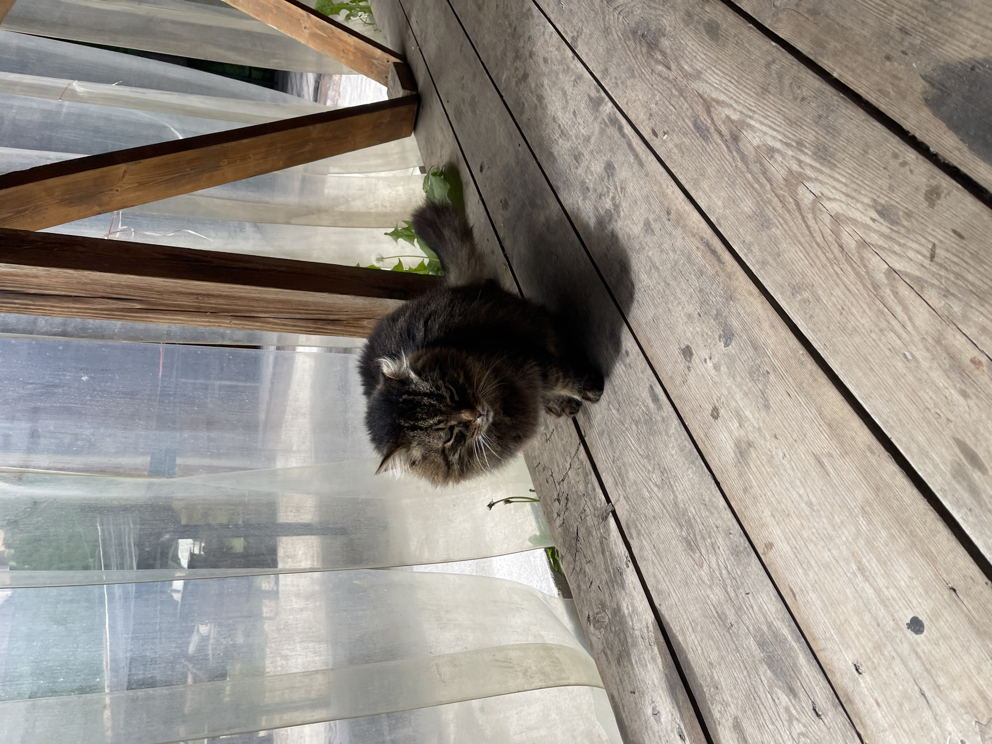 A medium shot captures a fluffy brown tabby cat on a weathered wooden deck adjacent to a structure with translucent, possibly plastic sheeting, potentially a greenhouse or enclosed porch. The deck is constructed of light-colored, aged wooden planks with visible grain and occasional dark spots. A portion of a wooden frame is visible to the left, suggesting a structural element of the enclosure. The cat is positioned near the edge of the deck, with its tail partially extending beyond. The environment outside the structure is blurry, with hints of green vegetation. Based on the geotag, the image was taken in Картмазово, Russia.