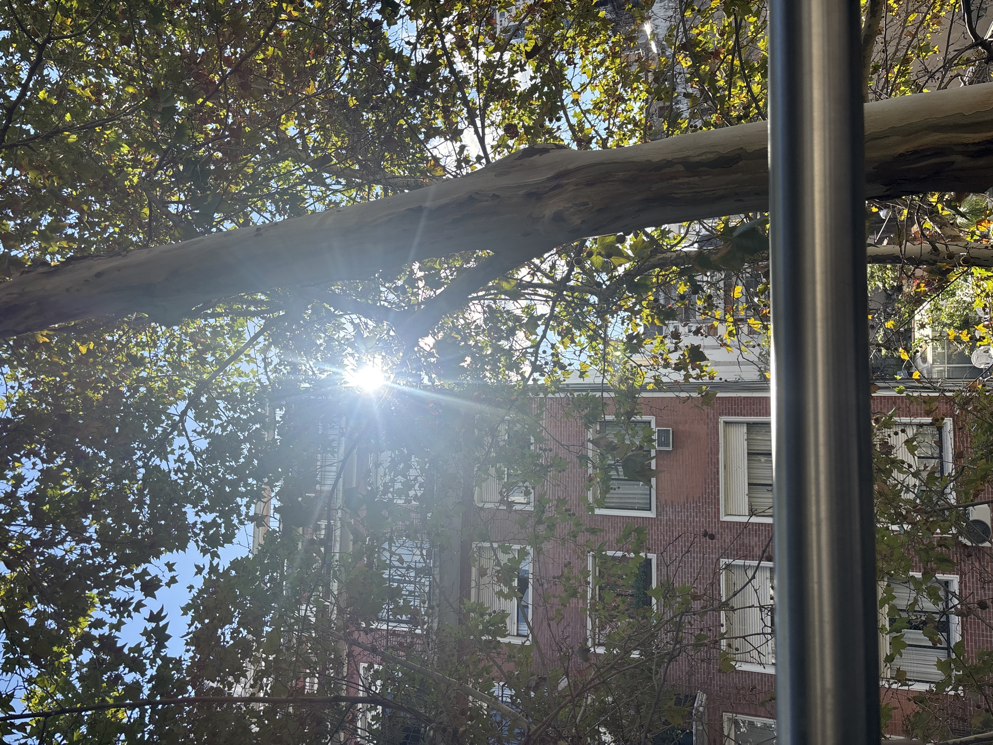 A low-angle daytime shot looking up through tree branches and a tree trunk towards a brick apartment building. Sunlight shines brightly through the trees. A metal pole is in the foreground on the right. The location is Buenos Aires, Argentina.
