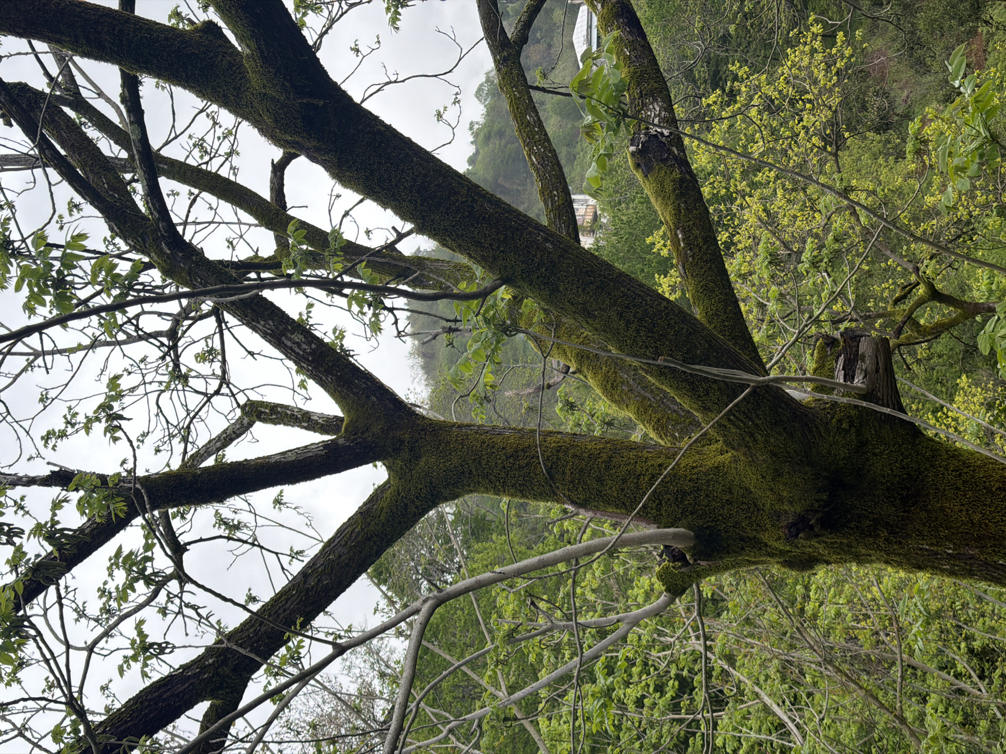 A tree with thick branches covered in moss is the central subject of the image, viewed from a low angle looking upward. Some new green leaves are visible on thinner branches. In the background, foliage suggests a wooded area. Further in the background, a structure with a white roof or top is visible. The sky is overcast. The image appears to be taken in a natural environment, possibly in a park or wooded area, but specific urban indicators of Agara, Georgia, are not visible.