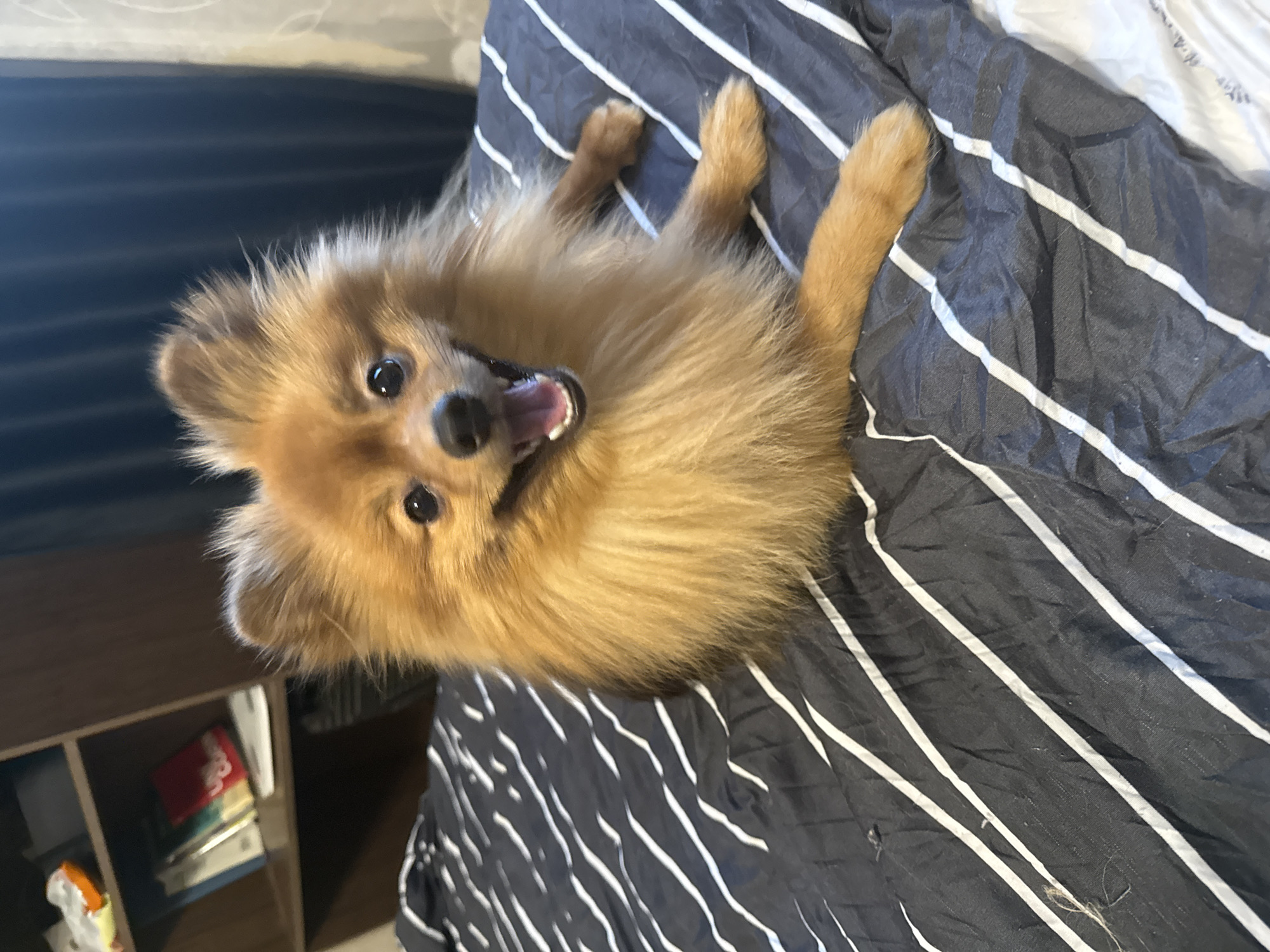 A Pomeranian dog is lying on a bed with striped bedding. The dog is facing the camera with its mouth open and tongue slightly visible. The background shows a bookshelf with books and some other items. The lighting suggests the photo was taken indoors during the daytime. The location of the image is not provided in the image itself.