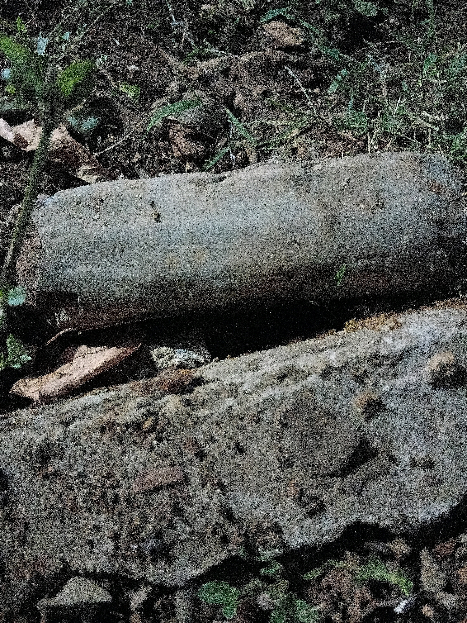 The image shows a close-up, slightly grainy view of a cylindrical object, possibly a piece of concrete pipe or a large root, resting horizontally on top of another rough, gray concrete surface. The objects are situated outdoors on the ground, with loose soil, dead leaves, and sparse green vegetation visible in the background and around the concrete pieces. The lighting suggests it is daytime, casting shadows beneath the cylindrical object. The scene appears to be in a natural or semi-urban environment, possibly a roadside or neglected area, with no specific identifying landmarks to pinpoint a location within the city of Cikal, Indonesia. There are no people or animals present in the image.