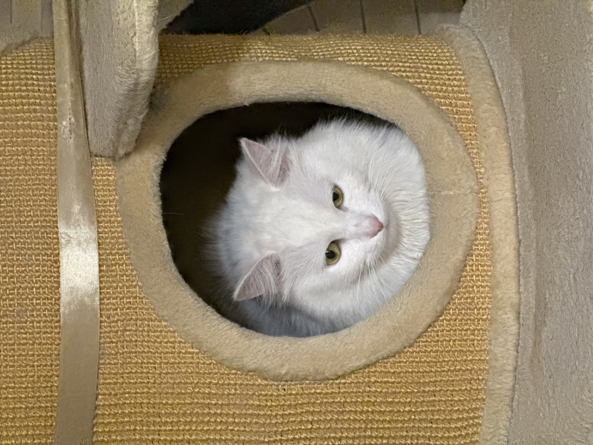 A white, long-haired cat with yellow eyes is nestled inside a circular opening of a beige cat tree. The cat is looking downwards with a slightly downcast expression. The cat tree is covered in a textured, beige carpet-like material and has a lighter beige plush trim around the opening. A thin, light-colored ribbon is visible horizontally above the opening. The background of the opening is dark. The environment appears to be indoors.