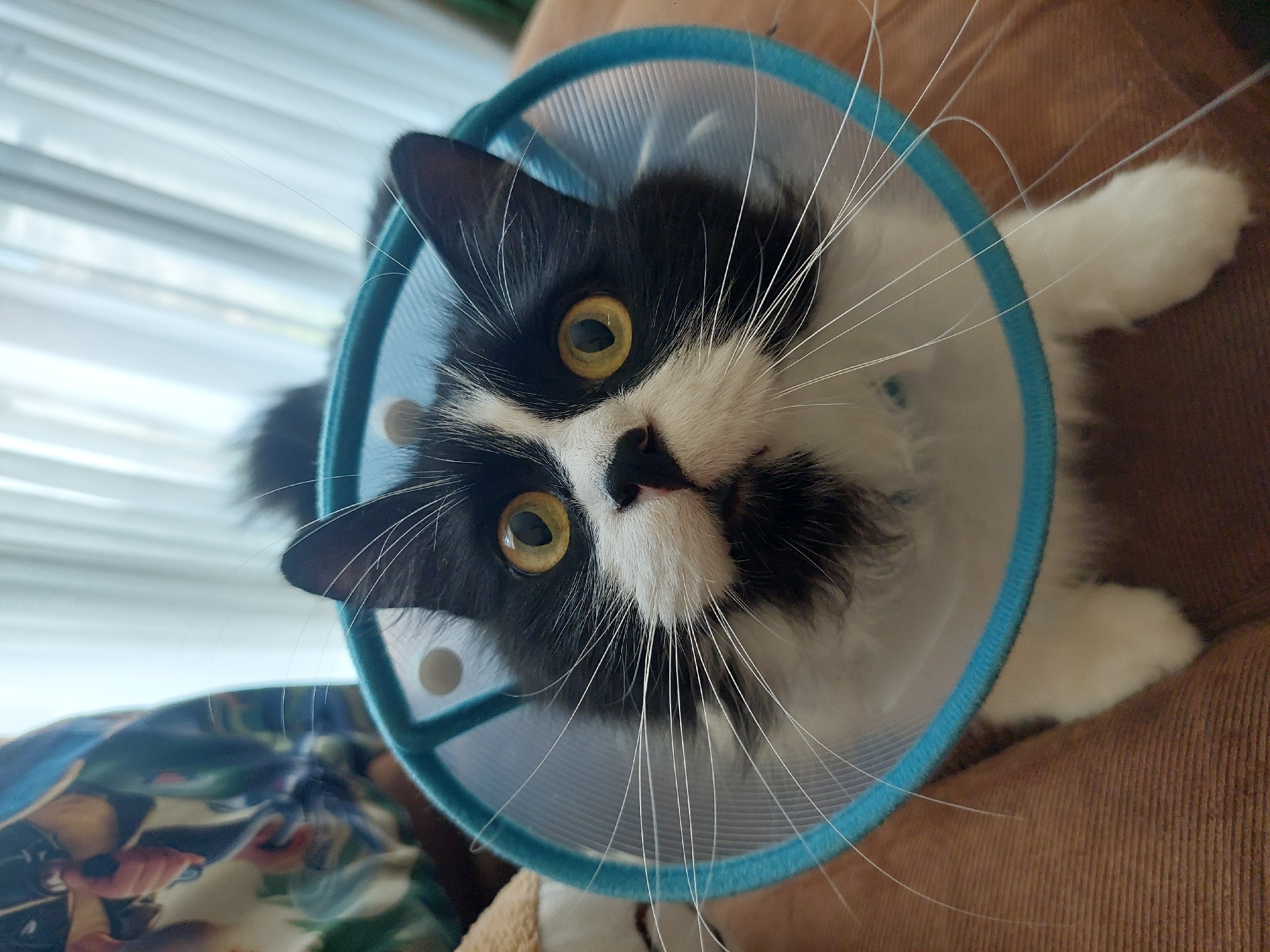 A black and white cat is wearing a blue plastic cone around its head. The cat has yellow eyes and long white whiskers. The background is blurred, but there is a window and a brown surface. The location is not discernible from the image.