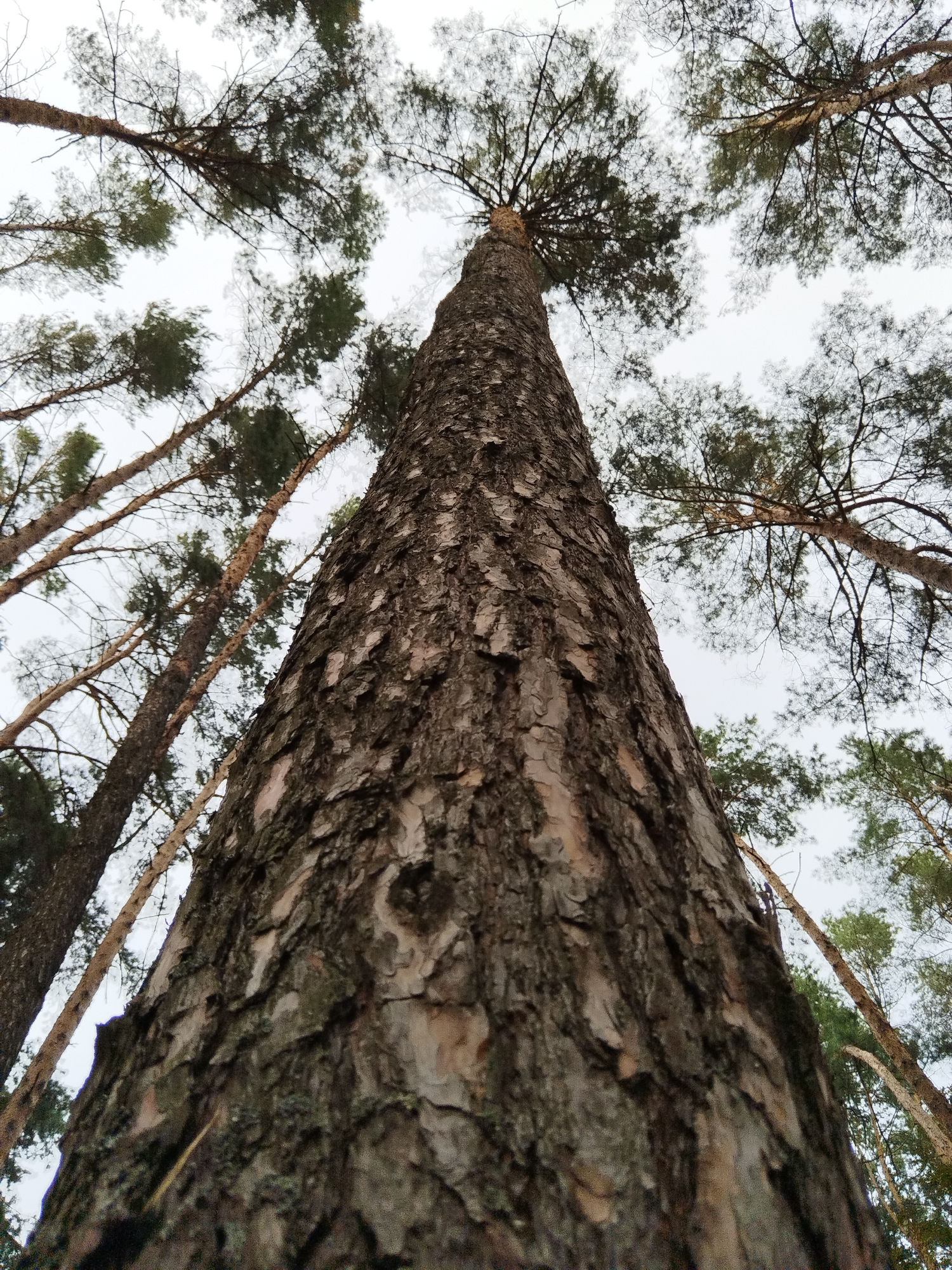 The image shows a low-angle shot looking up at a tall pine tree in a forest. The tree trunk, which is in the foreground and takes up a significant portion of the frame, has rough, textured bark. The branches and needles of this tree, along with several other pine trees, are visible against a cloudy sky. The scene is located in the village of Khidrynsky Selsoviet, Belarus.