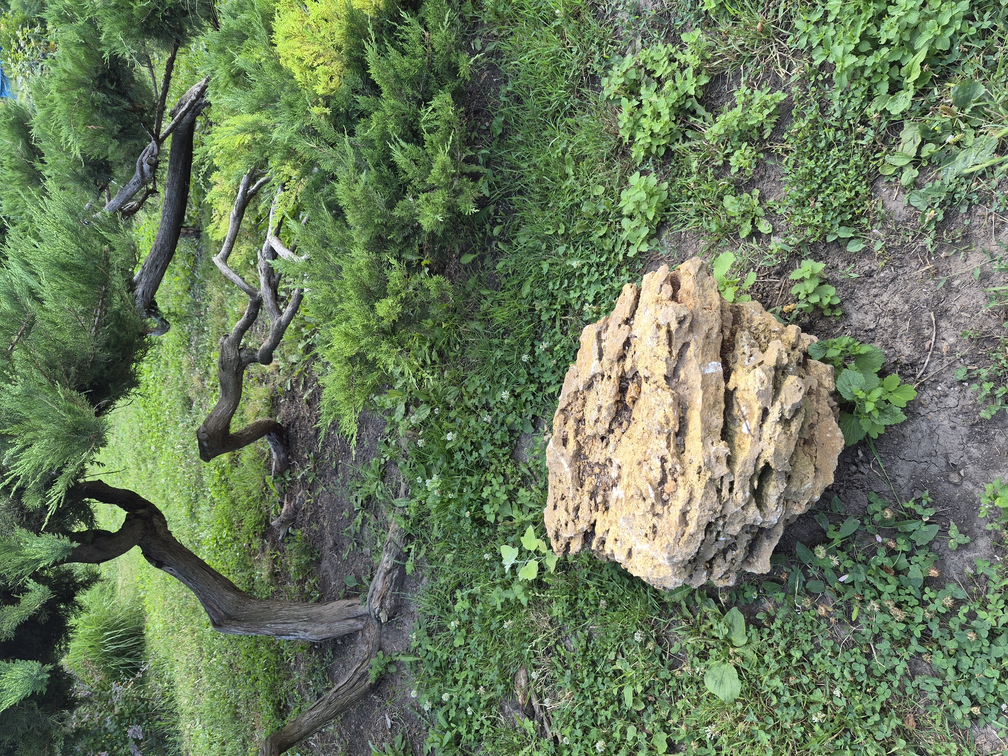 The image depicts a natural outdoor scene, possibly a garden or park. The primary subjects are a gnarled, twisted tree with green foliage, and a large, porous, tan-colored rock situated on the ground. The tree's branches are bare and sinewy, contrasting with the vibrant green of its needles. Surrounding the tree and rock is an area of green grass and other low-lying vegetation, with patches of dark soil visible.
The scene is static; no discernible activity or event is taking place. The lighting suggests it might be daytime, with diffused light, possibly indicating an overcast day or a shaded area. There are no people or animals visible, and no text is present in the image. The overall impression is one of a quiet, natural setting, perhaps a carefully curated landscape designed to showcase the textures and forms of the tree and rock. The unique shape of the tree and the porous texture of the rock are notable details that contribute to the visual interest of the composition. The location is not explicitly identified.