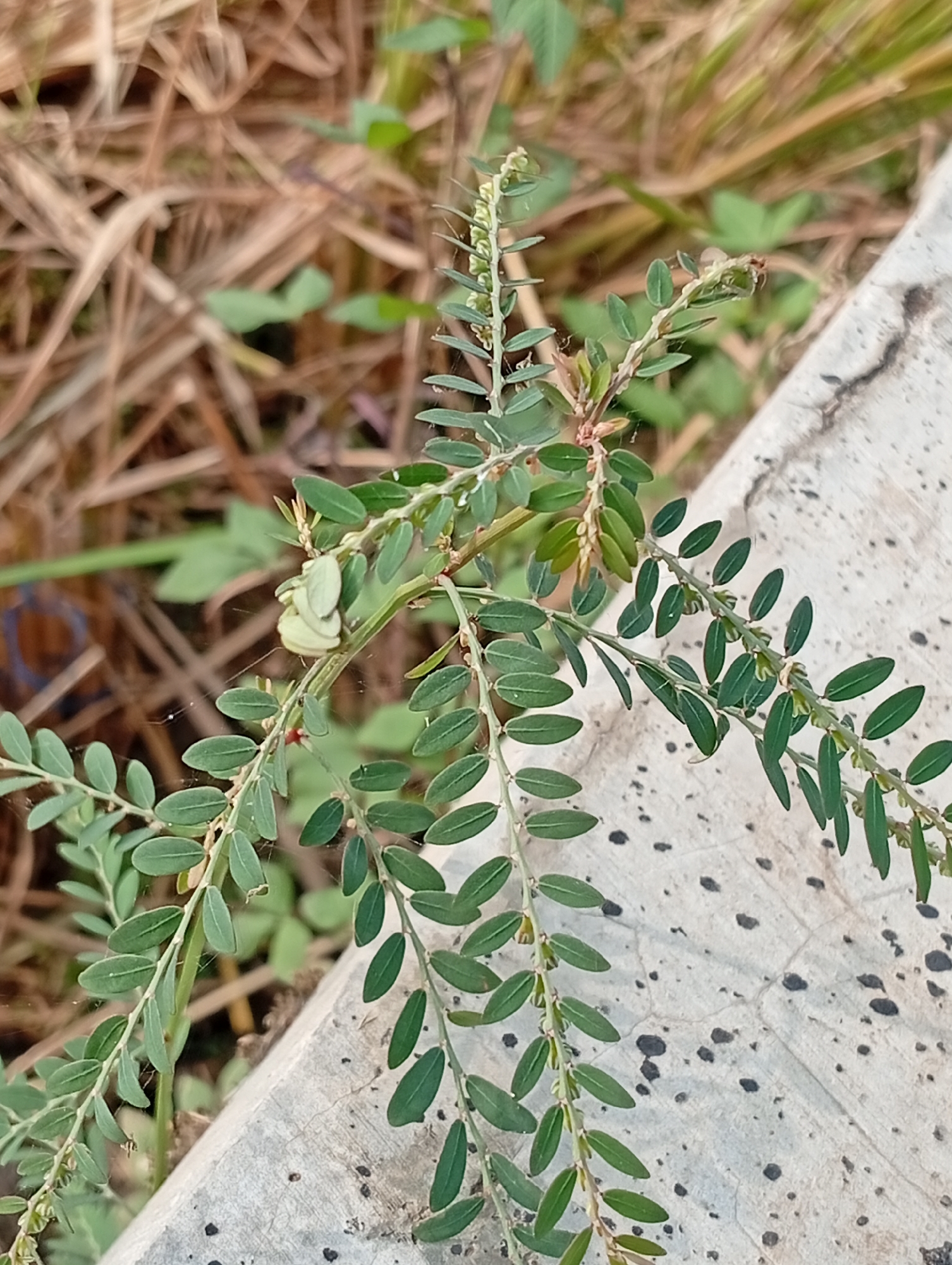 A close-up, eye-level shot captures a low-growing plant with small, oval, green leaves and delicate stems. The plant's branches extend horizontally across the frame. In the background, dry, brown grass and blurred green foliage create a naturalistic setting. A concrete surface, textured with small, dark spots and cracks, occupies the right side of the image, appearing slightly raised. The lighting is even, with no prominent shadows, suggesting an overcast day or diffused light. The image's focus is sharp on the plant, with the background softly blurred. There are no people or animals visible in the scene.