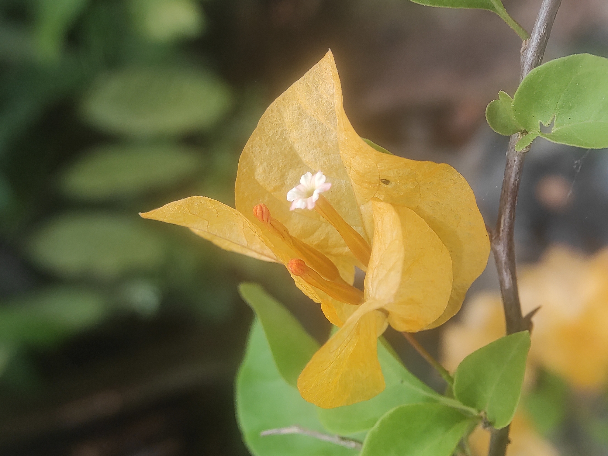The image is a close-up of a yellow bougainvillea flower, specifically focusing on the papery bracts and the small white flower within. The bracts are a light yellow color, and show a textured, somewhat translucent appearance. The actual flower, a tiny white blossom with pinkish stamen tips, emerges from the center. A brown stem supports the flower, and green leaves are visible along the stem. The background is blurry, showing indistinct green foliage and hints of other yellow flowers, suggesting an outdoor setting. Without further context, it is impossible to ascertain if the image was taken at Lhokseumawe, Indonesia.