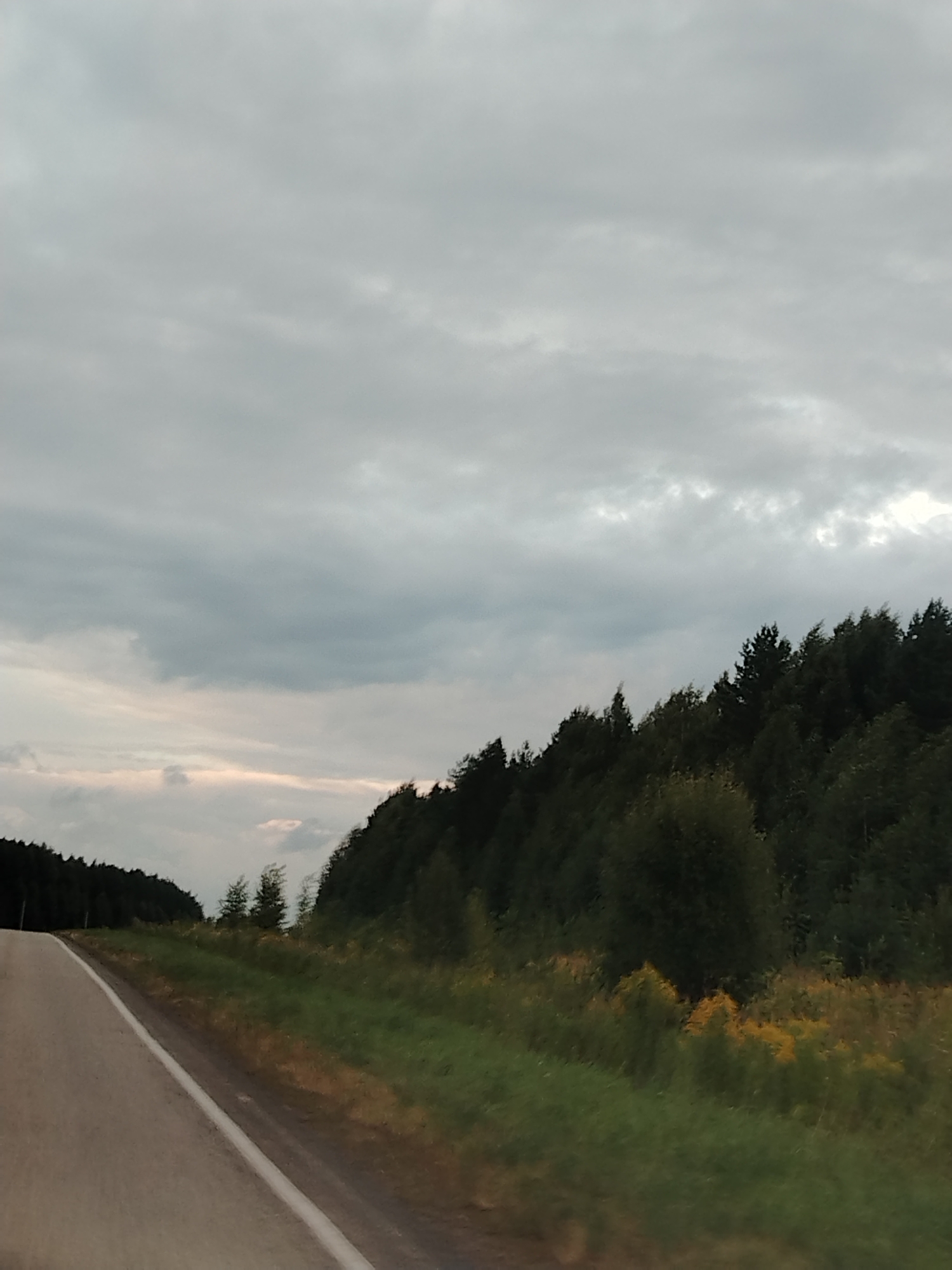 The image depicts a highway in Maksimovo, Russia, curving to the left and leading into a dense forest. The sky is overcast with grey clouds, and the lighting suggests either early morning or late evening. The roadside is lined with green grass and patches of yellow wildflowers. The trees are predominantly evergreen, forming a dark green canopy. There are no people or vehicles visible in the frame.