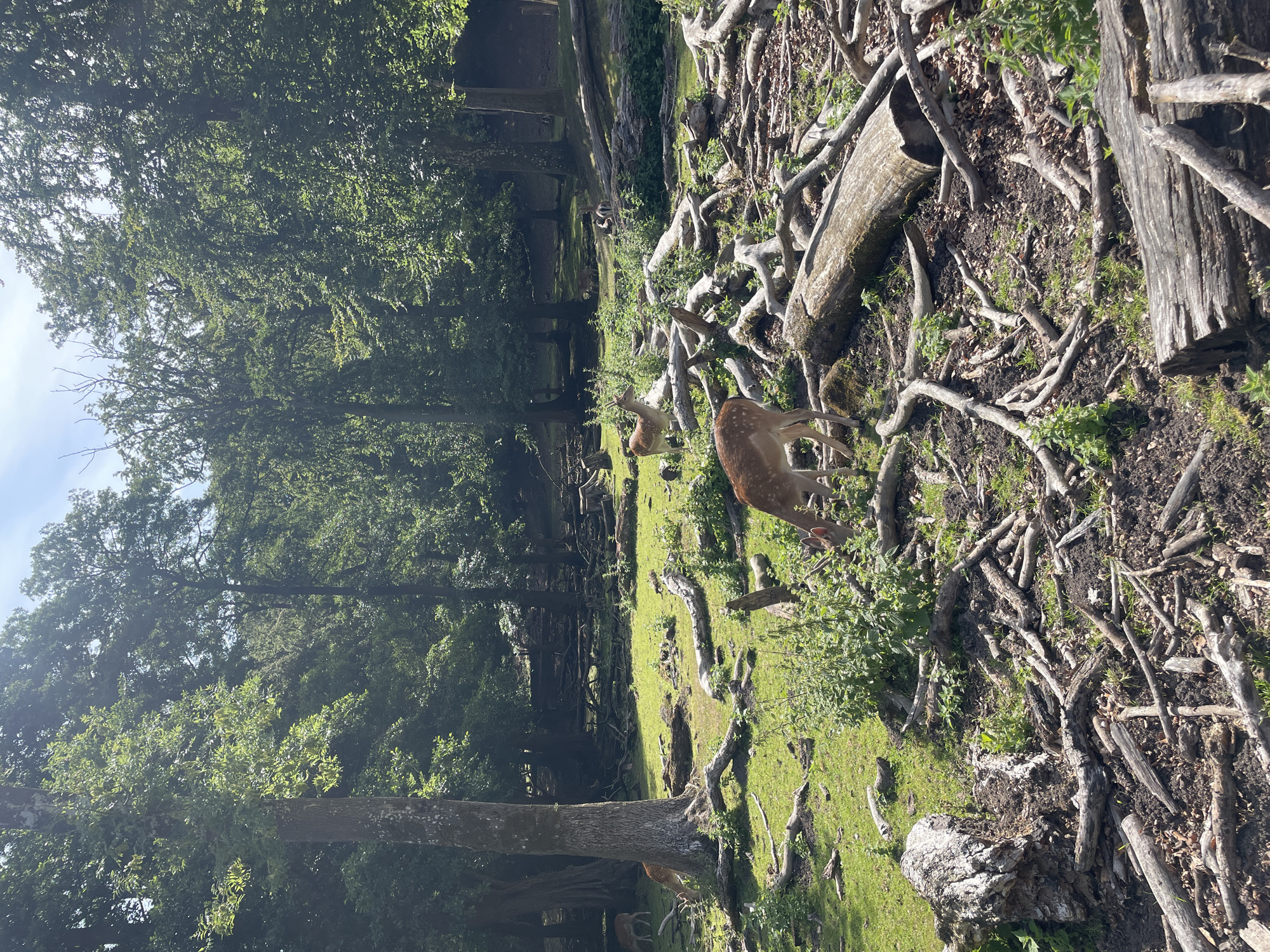 This image depicts a forest floor covered with numerous fallen branches and logs, creating a cluttered and natural environment. A grassy clearing is visible in the center, where several deer are grazing. The trees in the background are lush and green, indicating a temperate climate. The sunlight filters through the leaves, casting dappled shadows on the ground. The scene appears to be set in an outdoor park or nature reserve, possibly within the city of Aarhus, Denmark, given the context provided. The deer are the primary subjects, actively engaged in foraging, while the fallen wood and dense foliage form the surrounding landscape. There are no humans or artificial structures immediately visible in the frame.