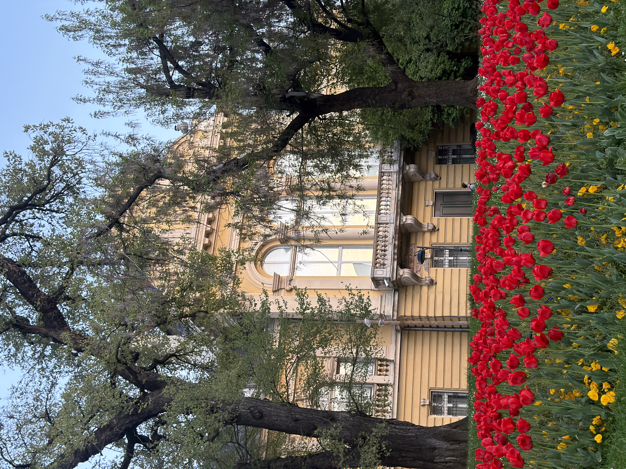 The image depicts a three-story, yellow-painted building in Sofia, Bulgaria, partially obscured by two large trees with green leaves. The building has architectural details including a rounded window on the top floor and a balcony. A vibrant display of red tulips with interspersed yellow flowers lines the right side of the frame. The sky is a light blue.