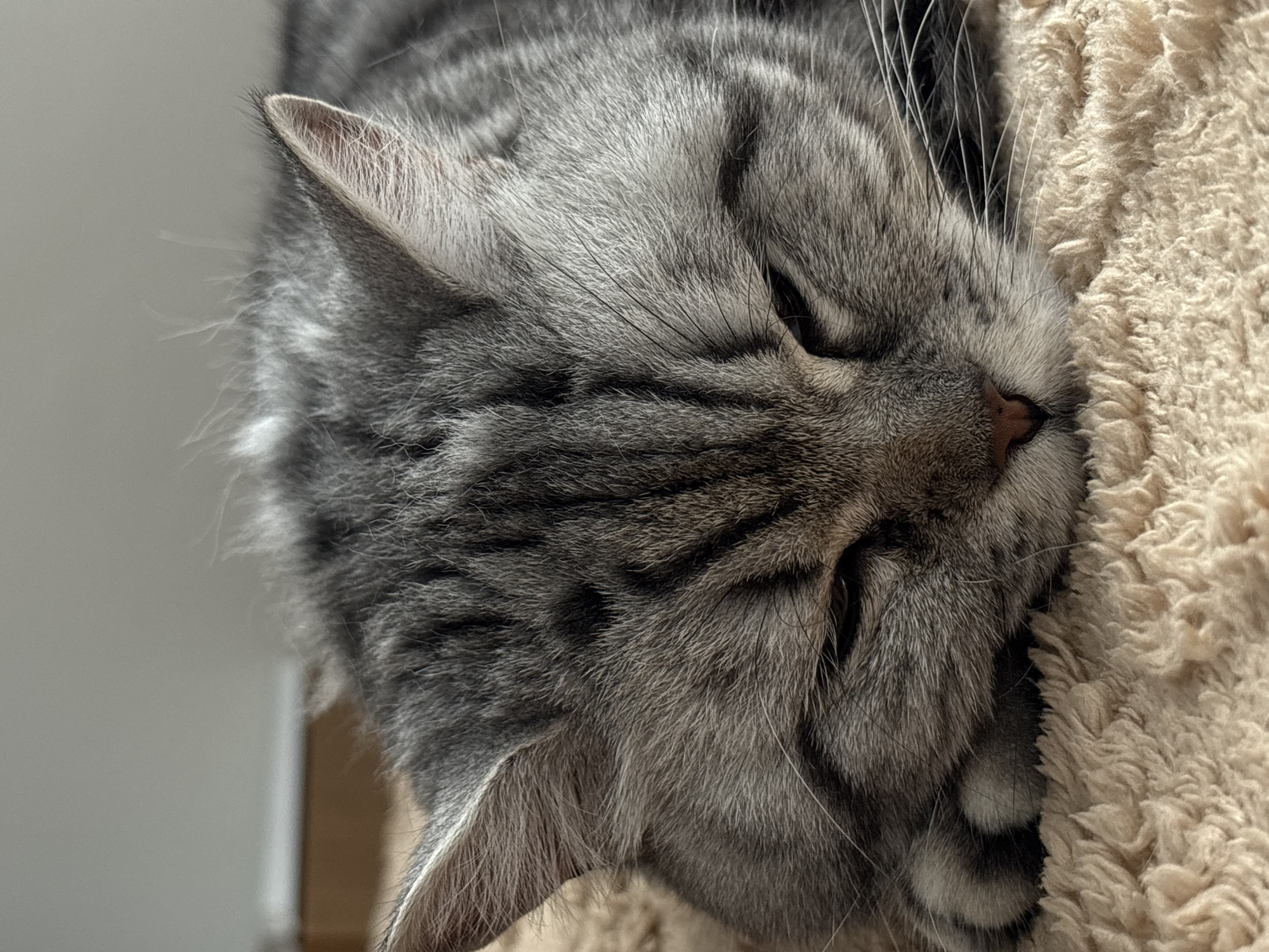 A close-up, vertically oriented image shows a grey tabby cat sleeping. The cat's face is pressed against a fuzzy, light-colored surface, likely a cat bed or scratching post. Details visible include the cat's striped fur pattern, closed eyes, nose, ears, and whiskers. No information suggests the location is Izhevsk, Russia.