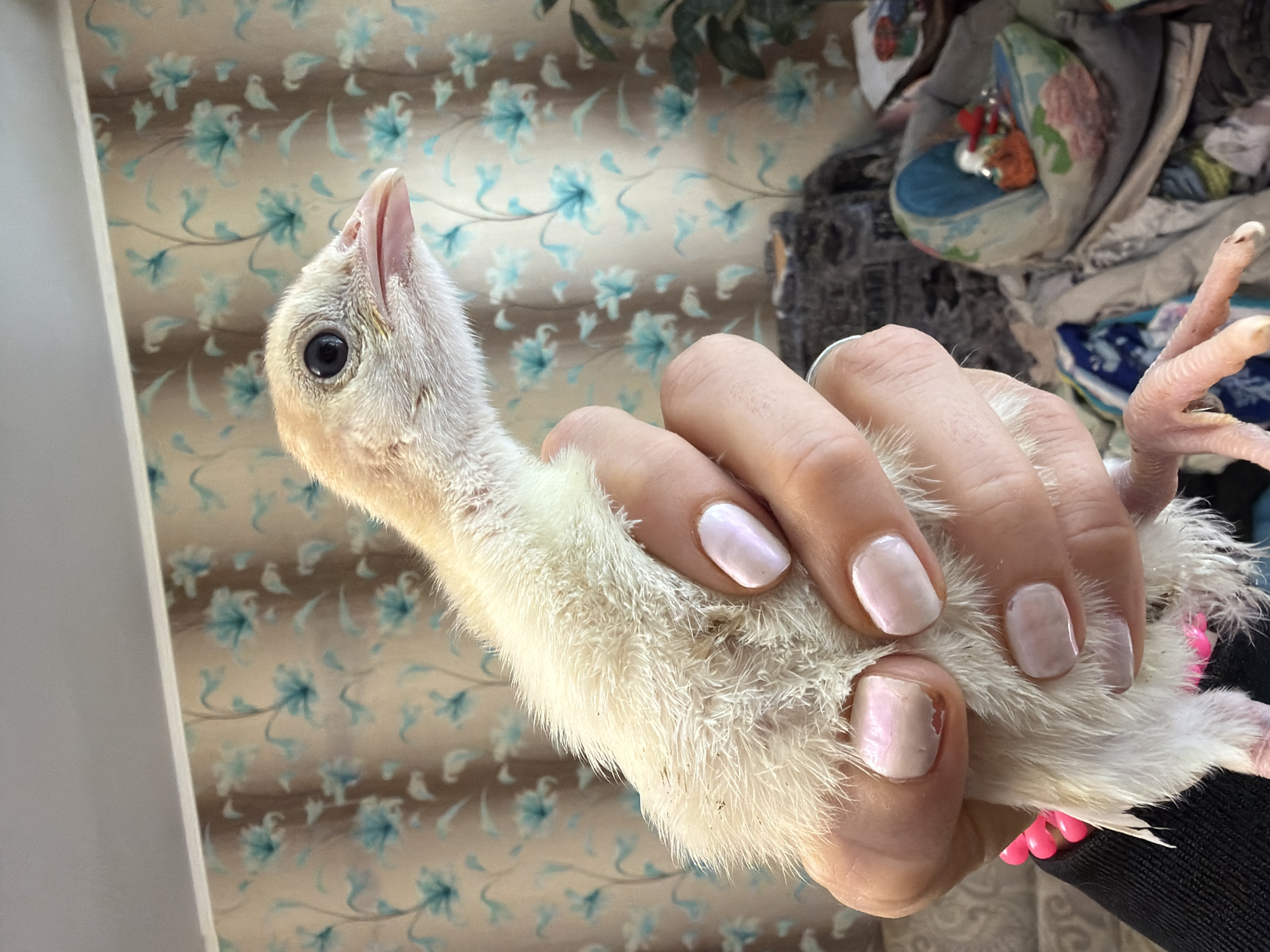 A person is holding a white turkey chick in their hand. The chick has a long neck and a small head with dark eyes. The person's hand is visible with polished fingernails. The background is a wall with a light brown and blue floral pattern. Also in the background is a cushioned chair. The location is Бронницы, Russia.