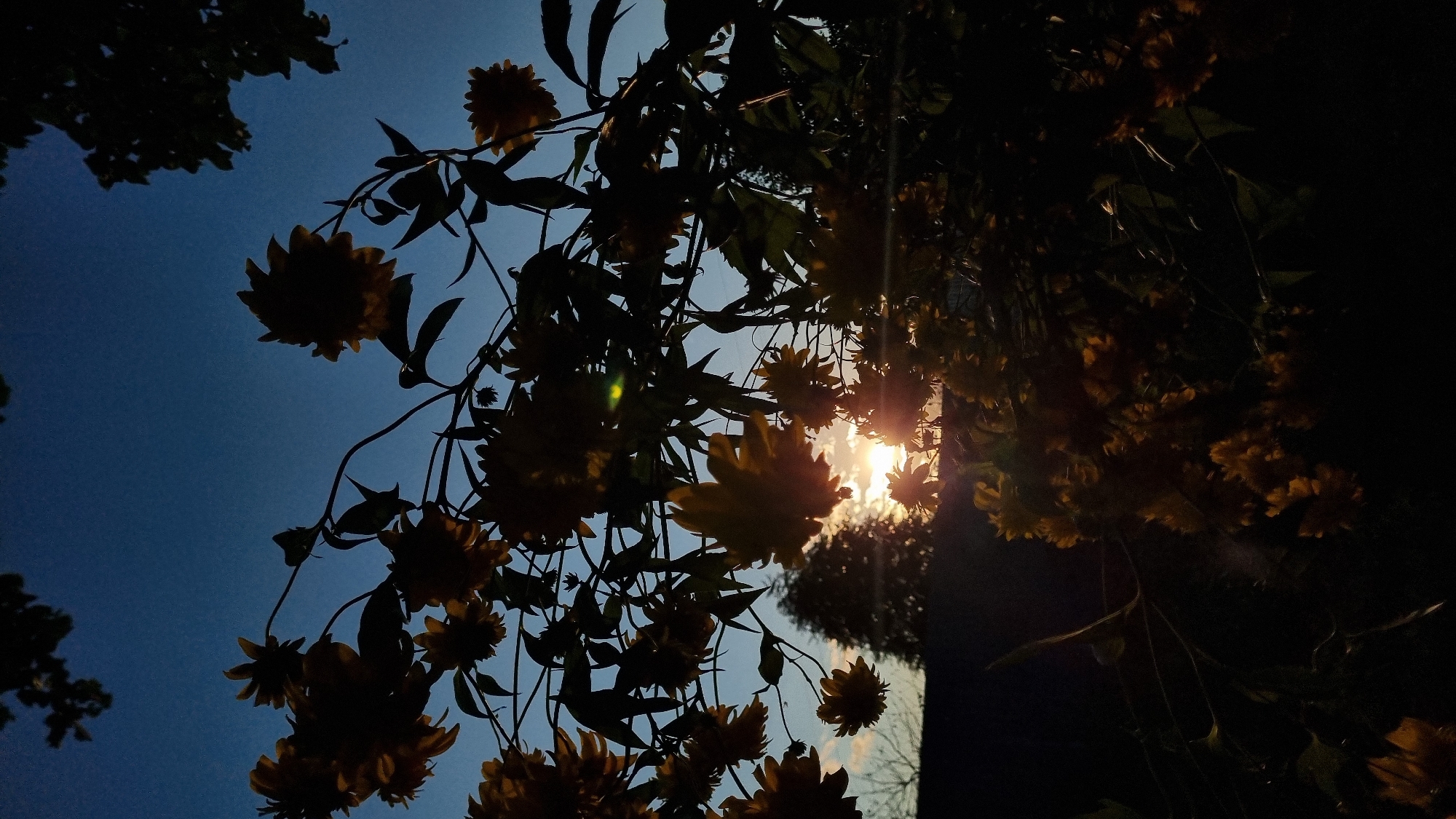 The image captures a silhouette of flowering plants against a twilight sky. The flowers, appearing to be sunflowers or a similar species with multiple petals, are dark against the backdrop of a deep blue sky transitioning to a lighter horizon with the setting sun. The sun itself is a bright, diffused orb peeking through the foliage, casting a warm glow and lens flares. The branches and leaves of the plants are also silhouetted, creating a sense of depth and texture. In the distance, the dark outlines of trees and a rooftop are visible, suggesting a suburban or rural setting. There are no people or animals present in the frame. The location is identified as Vysokoe, Russia.