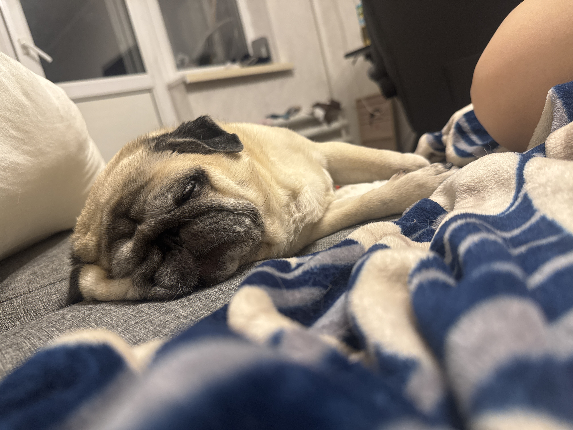 A fawn-colored pug dog is sleeping on a couch covered with a blue and white striped blanket. The dog is lying on its side with its head resting on its paws. Its eyes are closed, and its breathing is slow and regular. The background of the image is a blurred indoor scene, possibly a living room. There is a window with a view of what appears to be a cityscape. The lighting in the room is dim, suggesting it is nighttime or a cloudy day. The overall impression is one of comfort and relaxation. The location is not discernible.