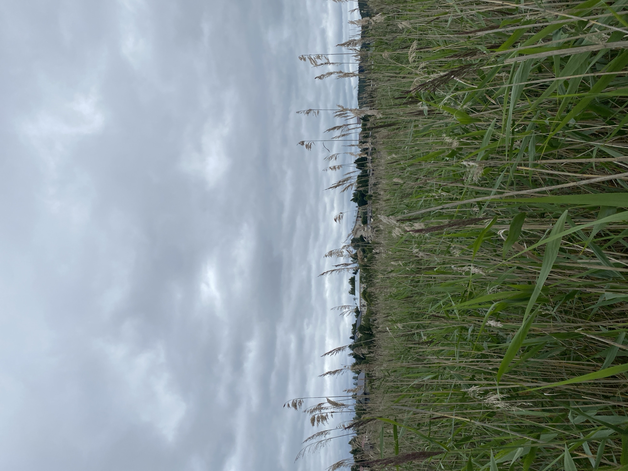 The image depicts a field of tall, dry grass and reeds under a heavily overcast sky. In the background, a low-lying settlement with houses and trees can be seen. The scene is captured from a low angle, emphasizing the height and density of the vegetation. The overall atmosphere is muted and somber, characteristic of cloudy weather. There are no people or animals visible in the image. The specific location of Lakhdenkiulya, Russia is not determinable from the visual information provided in the image.