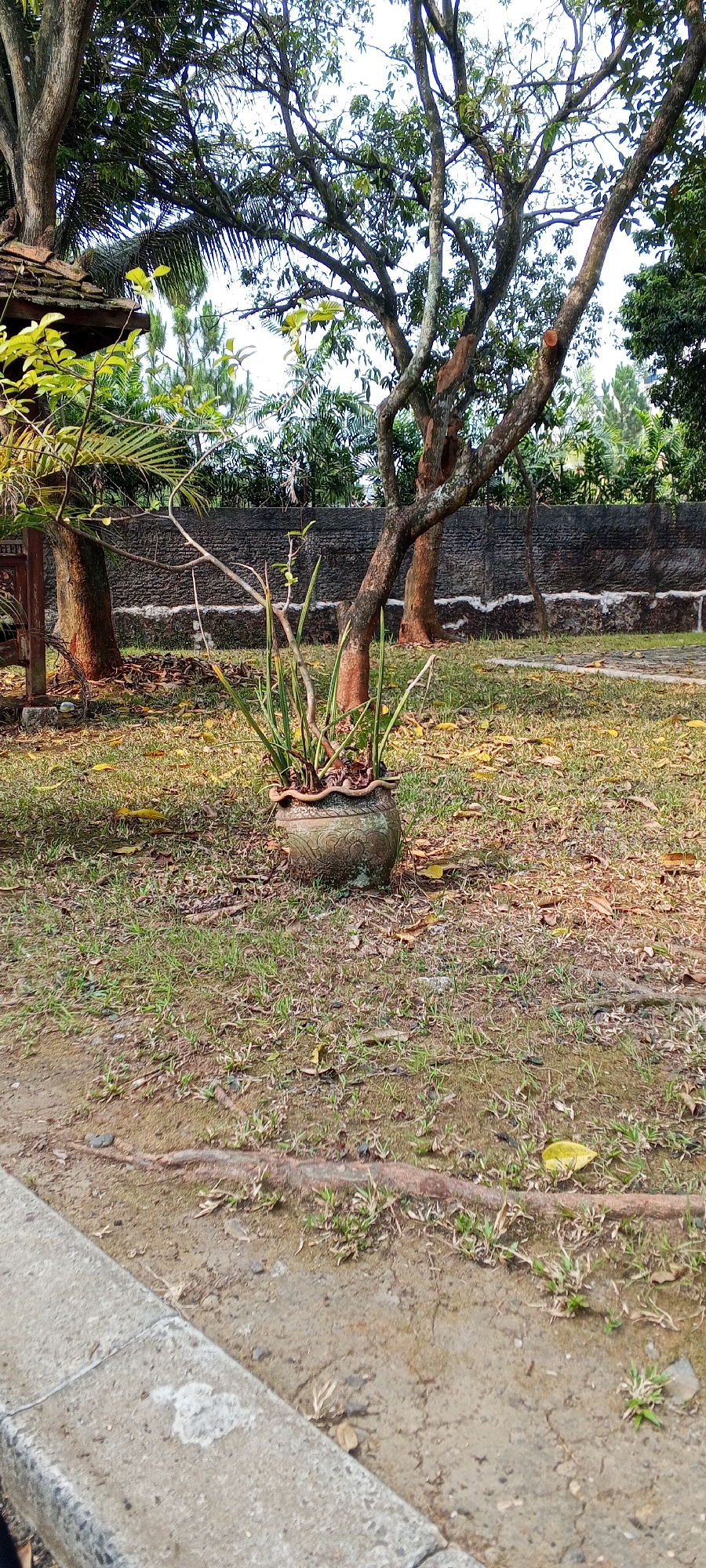 The image depicts an outdoor scene in Gunung Putri, Indonesia, characterized by a dry, grassy yard. The foreground features a concrete curb along a dirt path. The midground is dominated by a large, ornate ceramic pot containing a sparse, green plant. Behind the pot, several trees with rough bark are visible, one of which has been pruned. A dark, textured stone wall forms the background, with lush green foliage beyond it. The overall impression is of a somewhat neglected garden area, possibly in a residential or communal space.